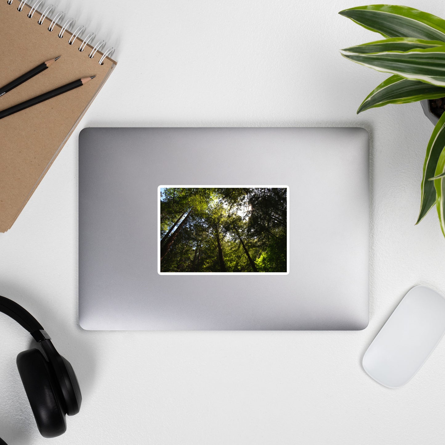 Lifestyle photo of a rectangular vinyl sticker with an image of a circle of redwood trees as seen from below, placed on the outside of a laptop.