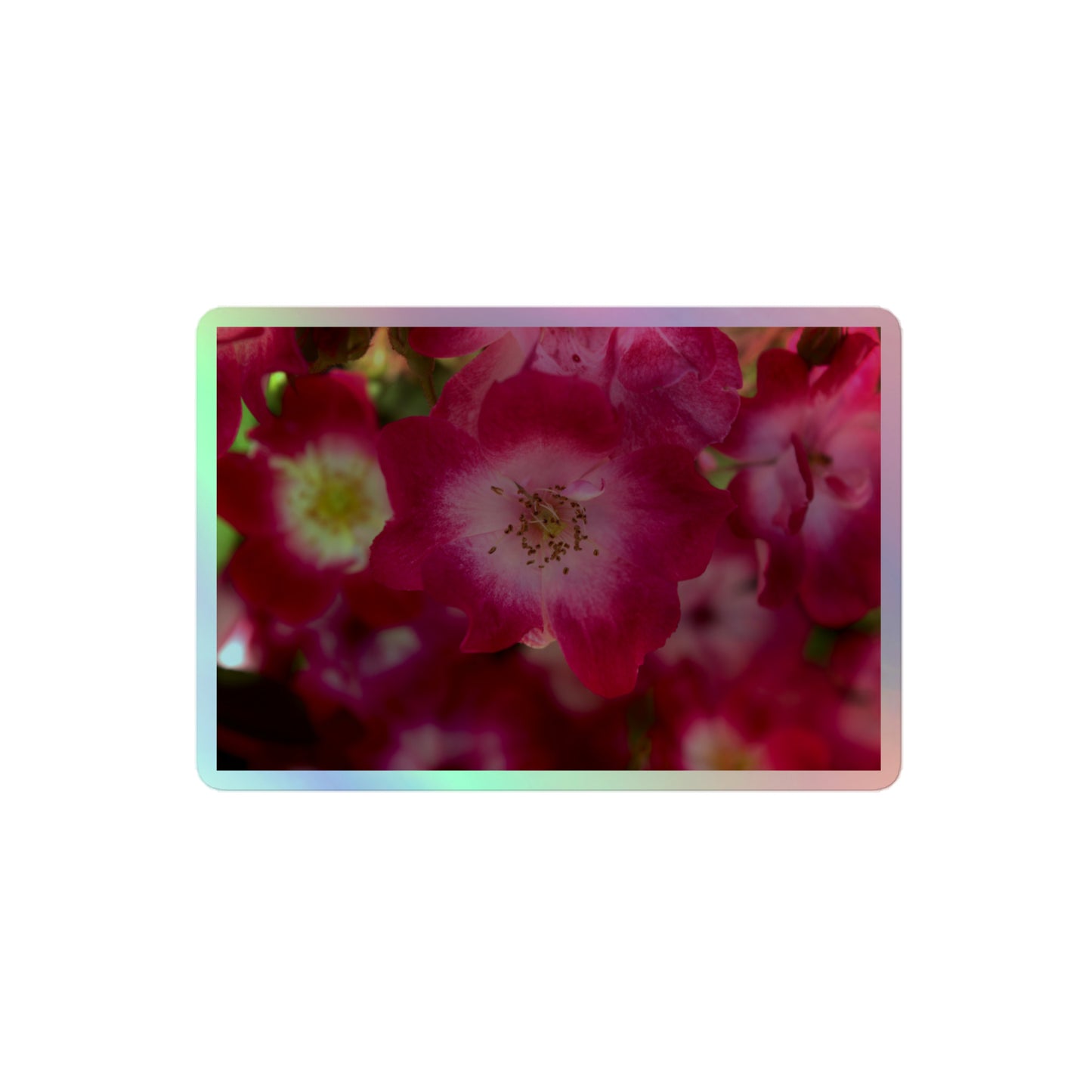 A medium rectangular holographic sticker with an image of pink rose blooms with white centers.