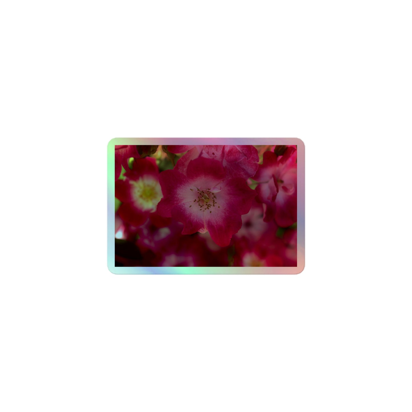 A small rectangular holographic sticker with an image of pink rose blooms with white centers.