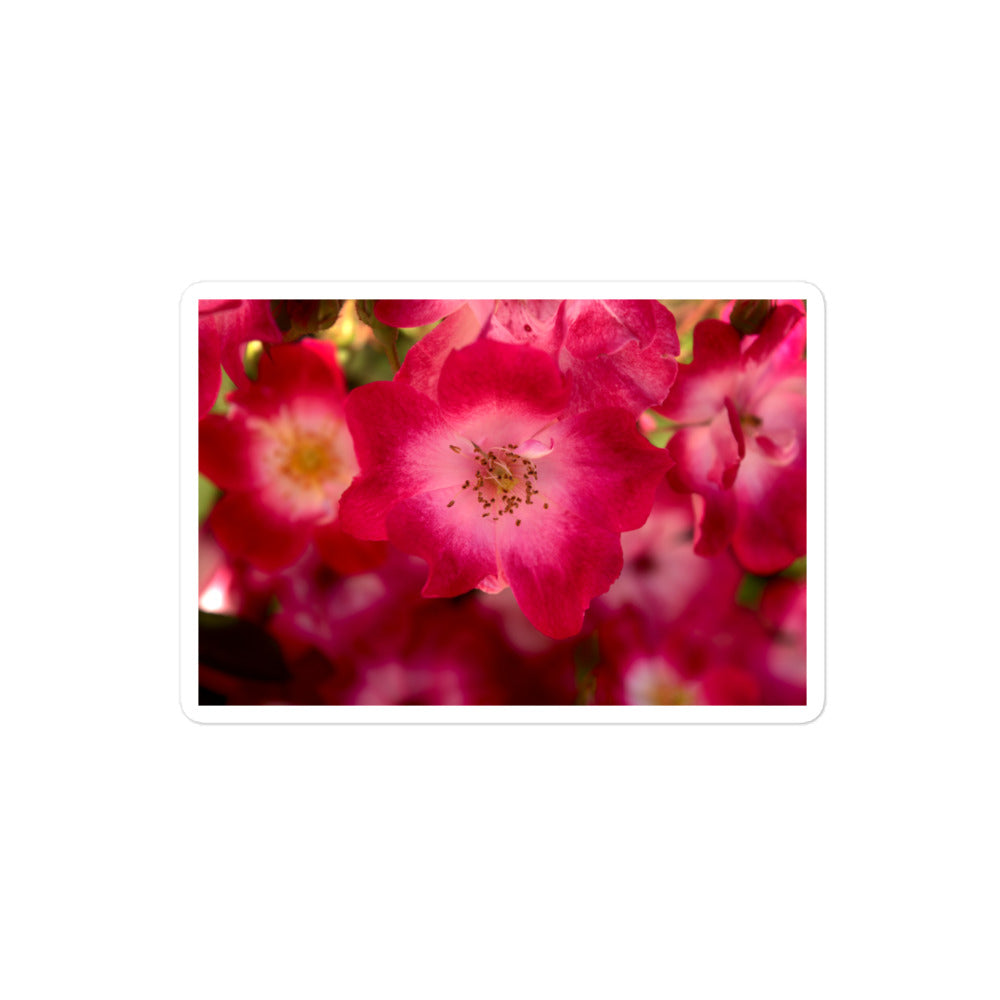 A medium rectangular vinyl sticker with an image of dark pink flowers with white centers.