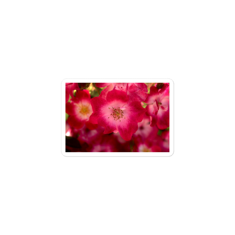 A small rectangular vinyl sticker with an image of dark pink flowers with white centers.