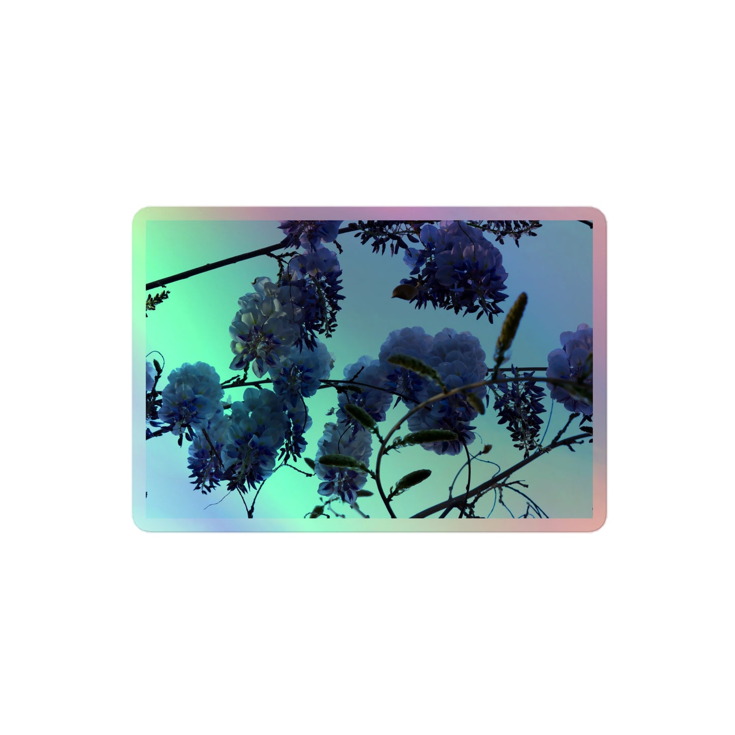 A medium rectangular holographic sticker with an image of purple wisteria blooms with blue sky in the background.