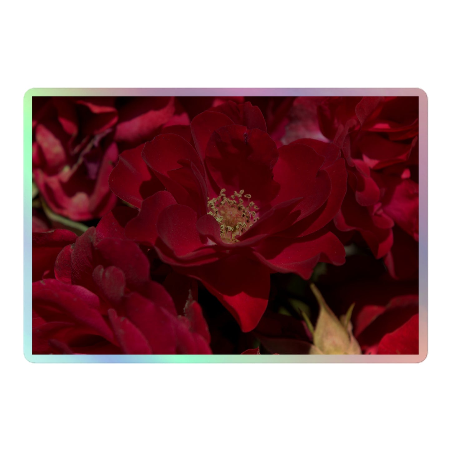 A large rectangular holographic sticker with a close-up image of dark red roses.