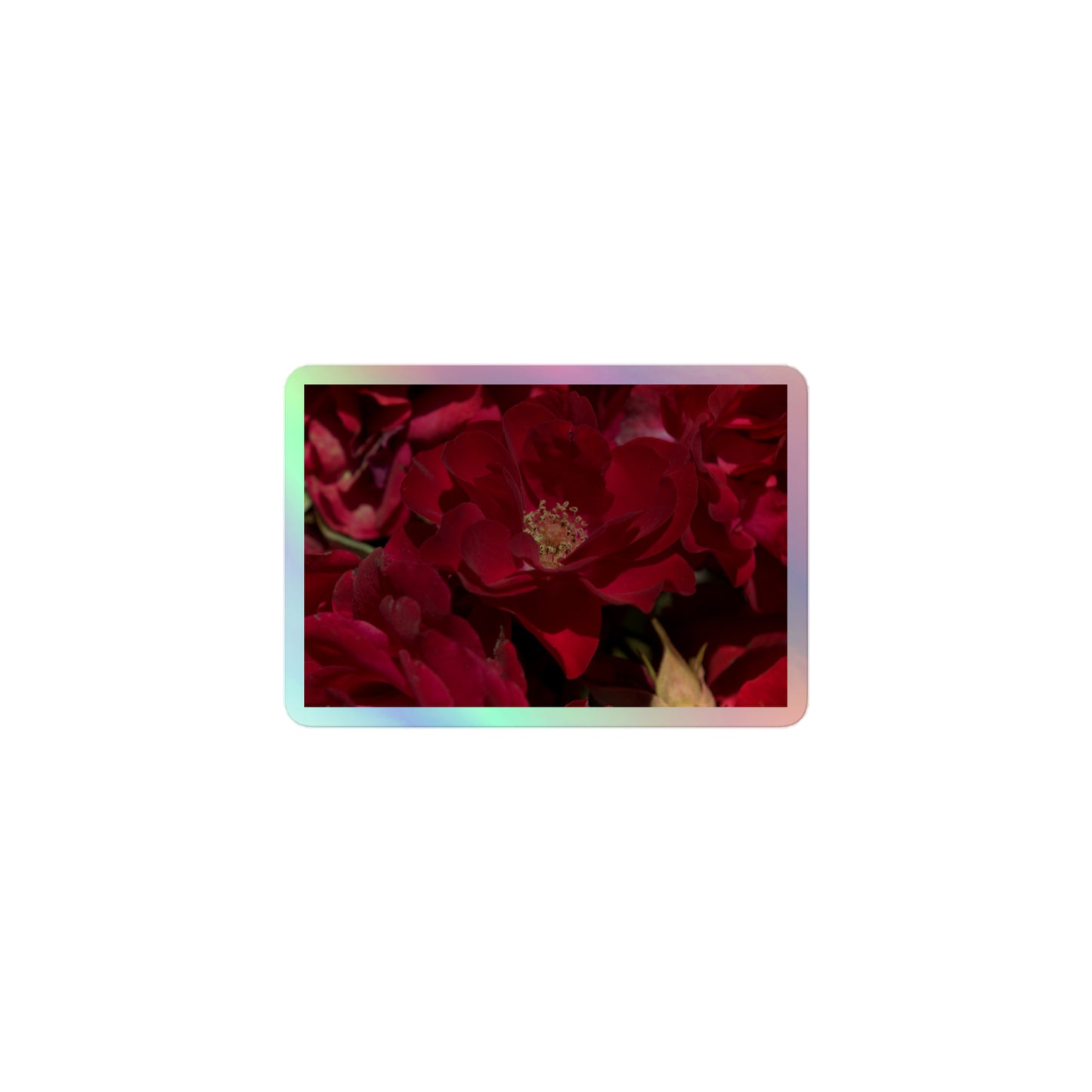A small rectangular holographic sticker with a close-up image of dark red roses.