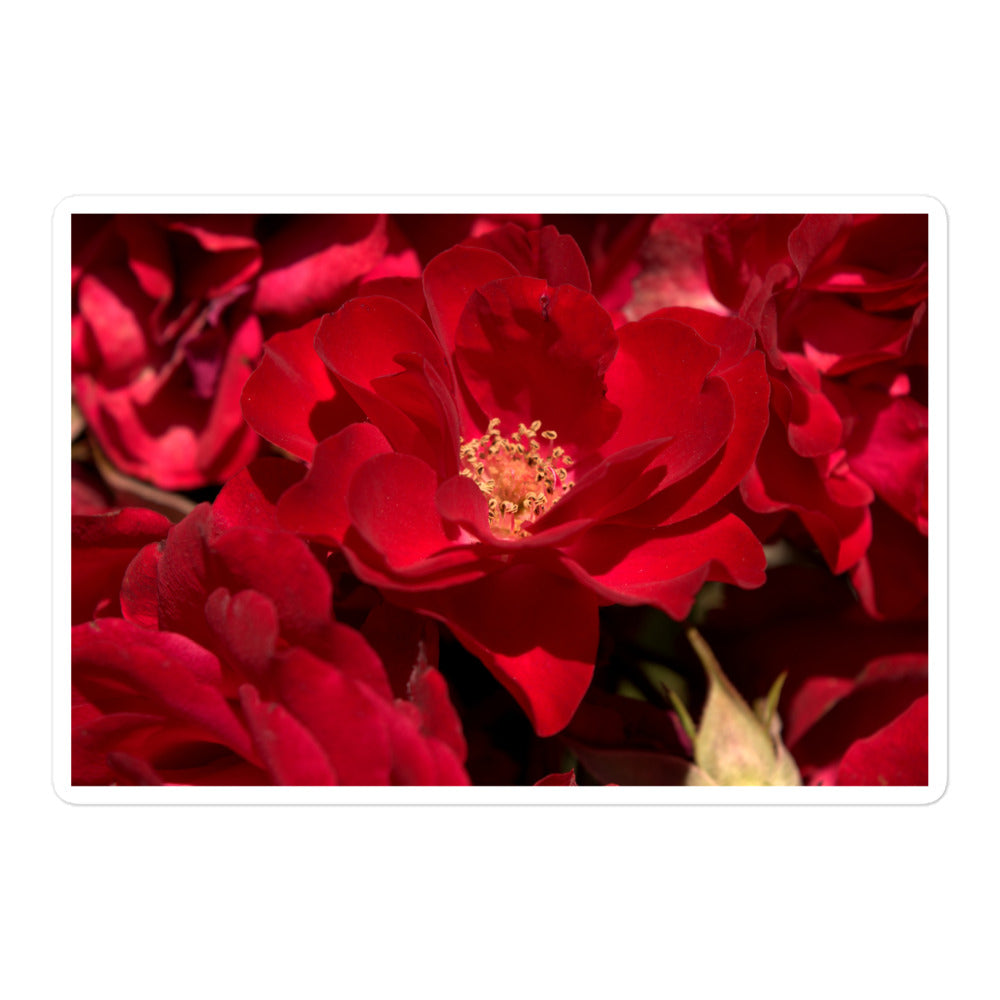 A large rectangular vinyl sticker with an image of bright red rose blooms with visible stamen.