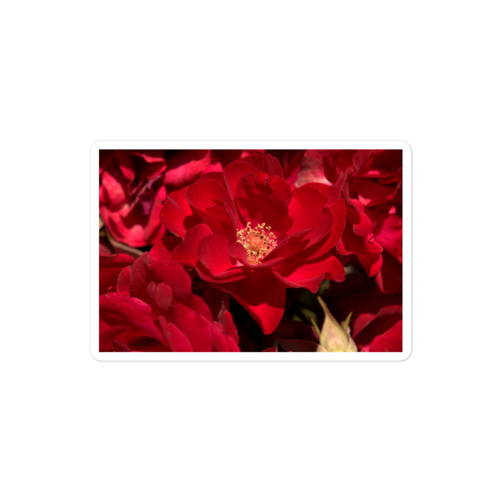 A medium rectangular vinyl sticker with an image of bright red rose blooms with visible stamen.