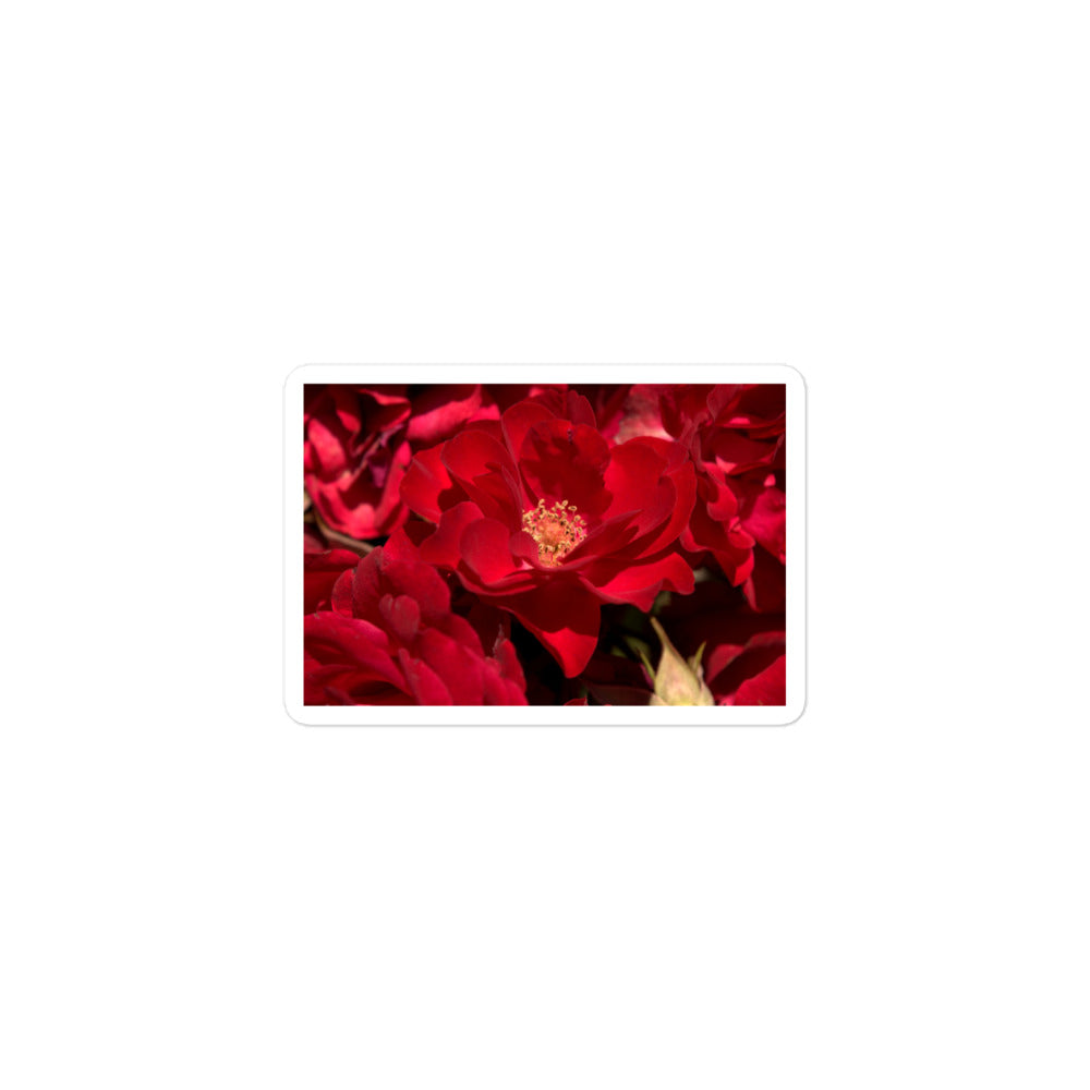 A small rectangular vinyl sticker with an image of bright red rose blooms with visible stamen.
