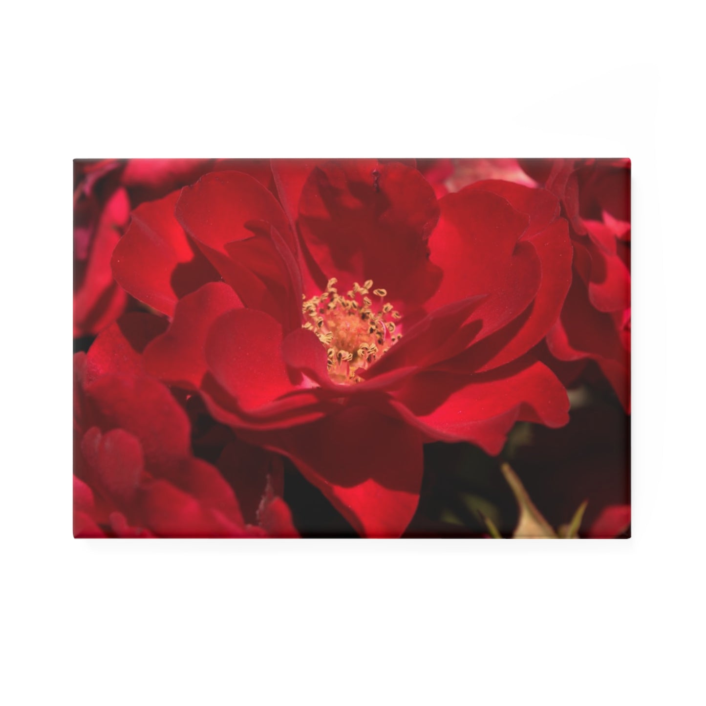 A rectangular button magnet featuring a close-up of a scarlet rose with velvety petals.
