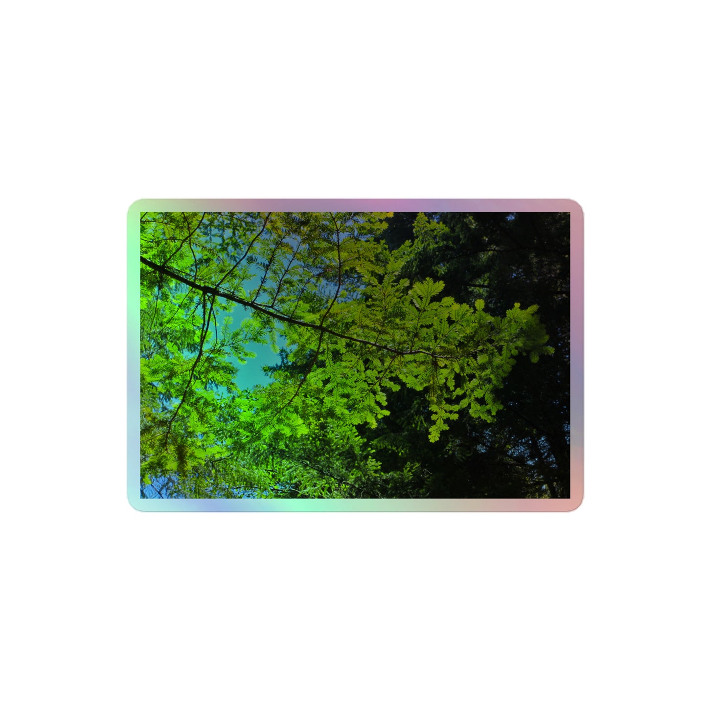 A medium rectangular holographic sticker with an image of a redwood tree branch with blue sky behind it.