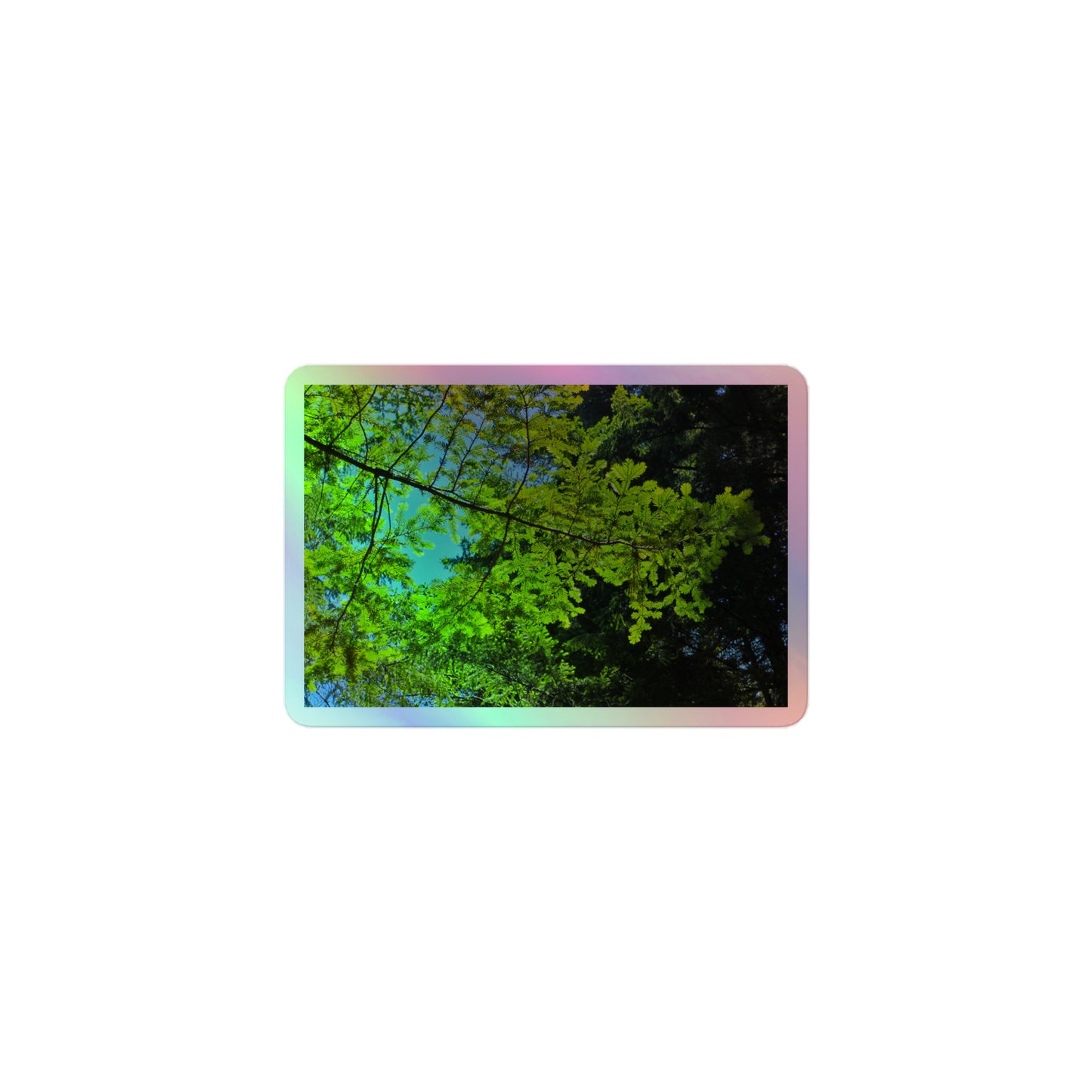 A small rectangular holographic sticker with an image of a redwood tree branch with blue sky behind it.