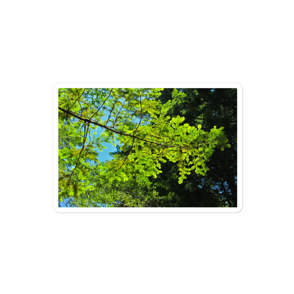 A medium rectangular vinyl sticker with an image of blue sky and redwood tree leaves.