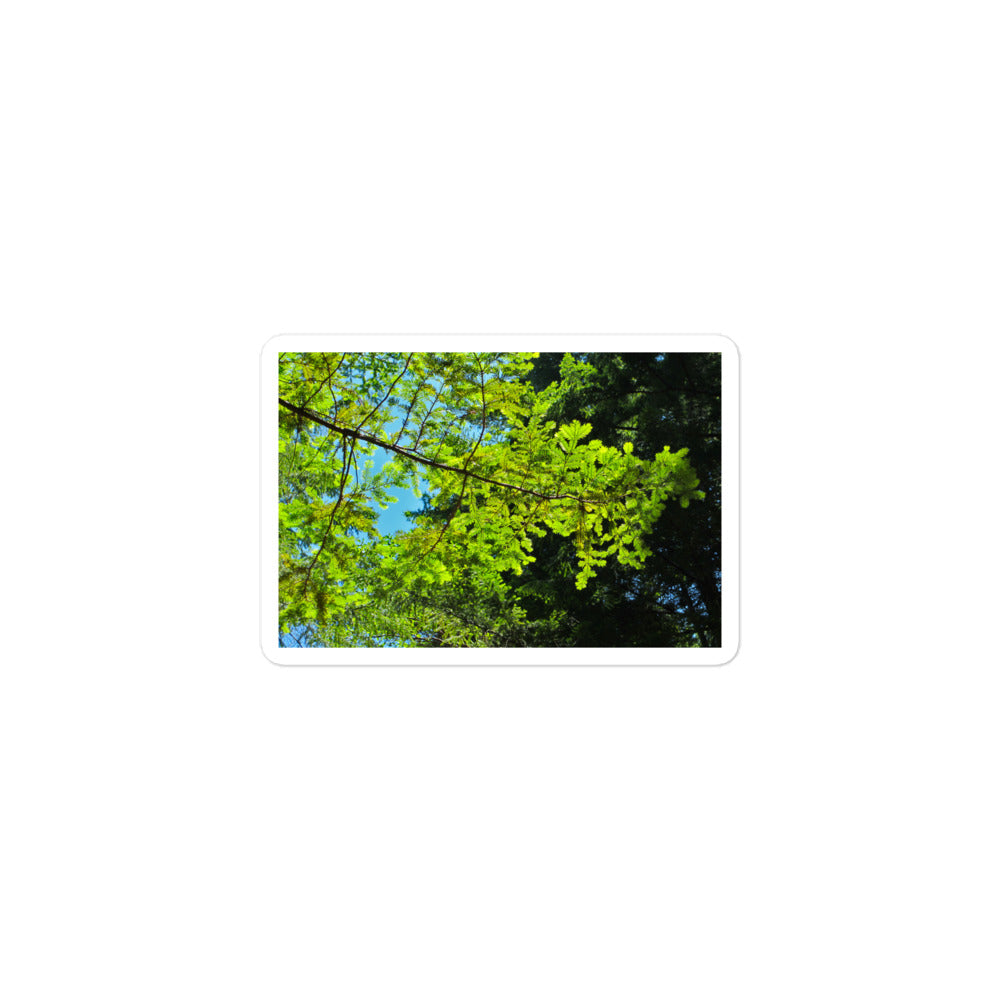 A small rectangular vinyl sticker with an image of blue sky and redwood tree leaves.