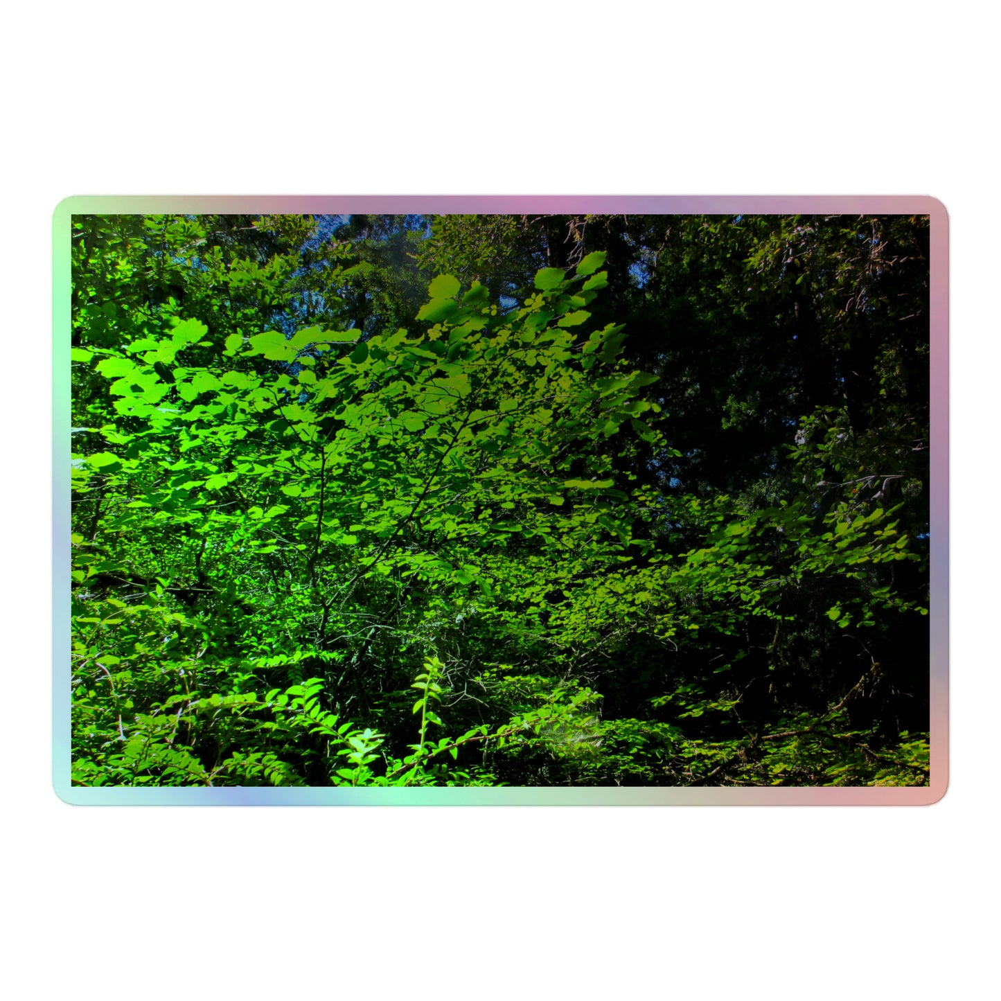 A large rectangular holographic sticker with an image of sunlit, bright green tree leaves.