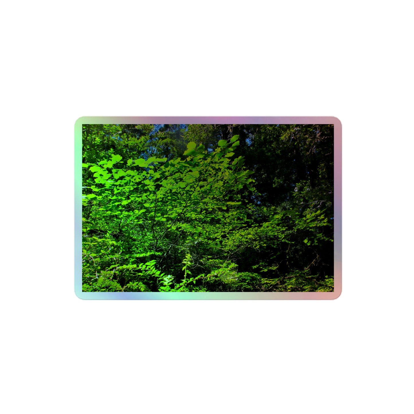 A medium rectangular holographic sticker with an image of sunlit, bright green tree leaves.