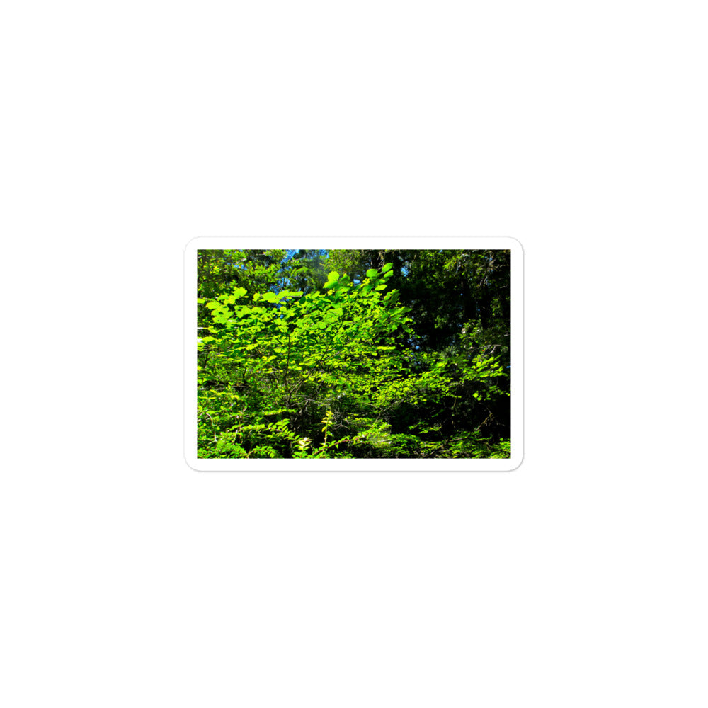 A small rectangular vinyl sticker with an image of a field of backlit bright green tree leaves.