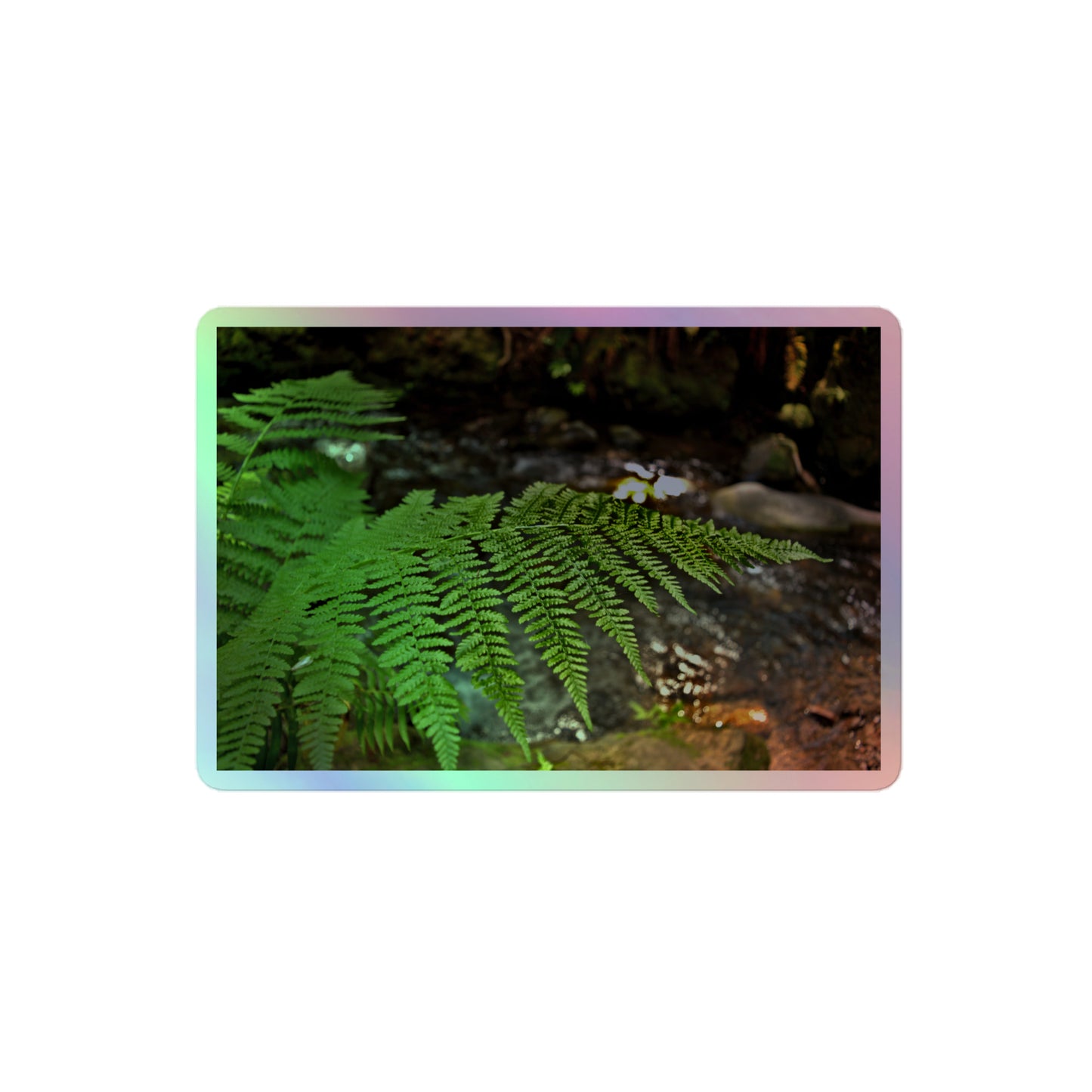 A medium rectangular holographic sticker with an image of a bright green fern with a forest creek in the background.