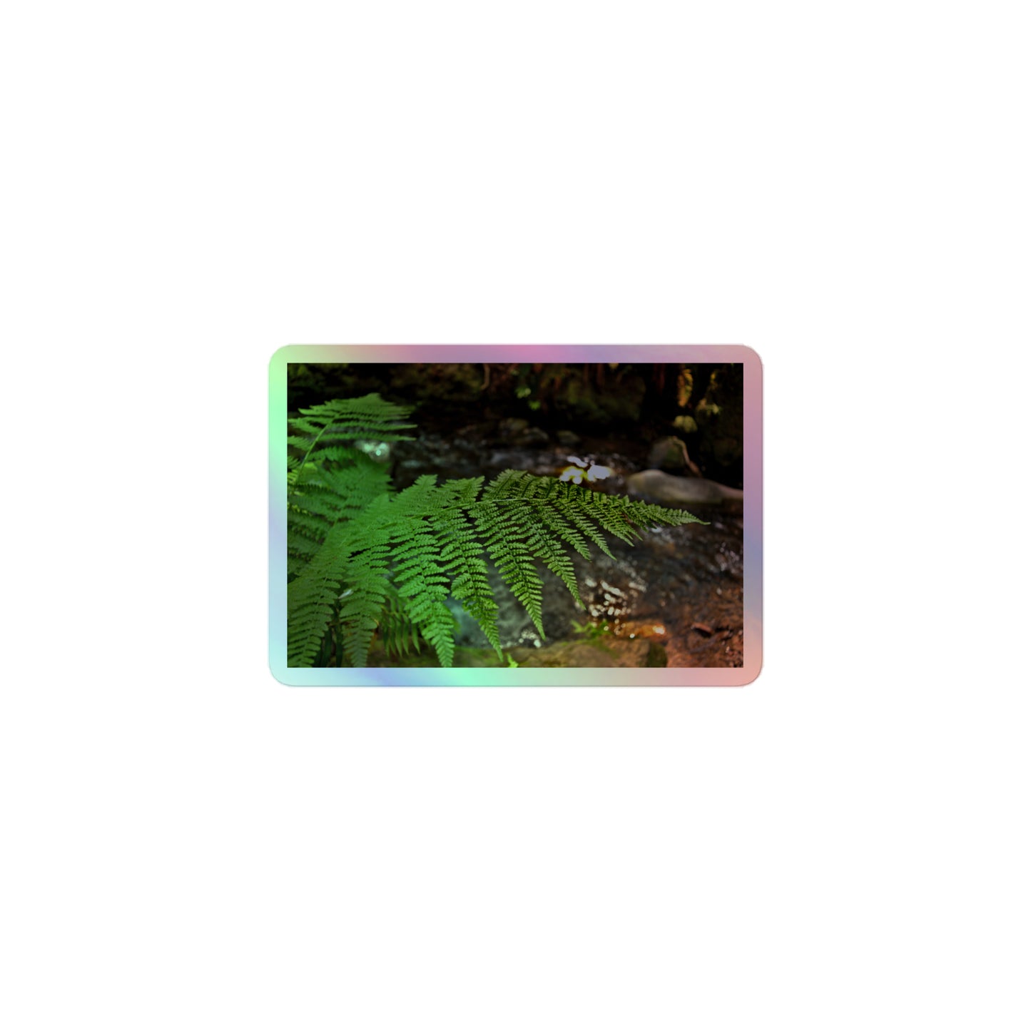 A small rectangular holographic sticker with an image of a bright green fern with a forest creek in the background.
