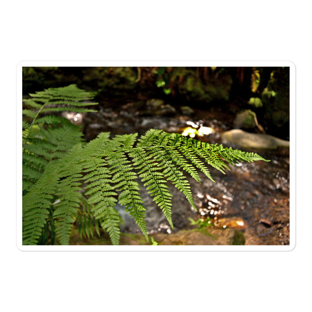 A large rectangular vinyl sticker with an image of a fern in front of a forest creek.