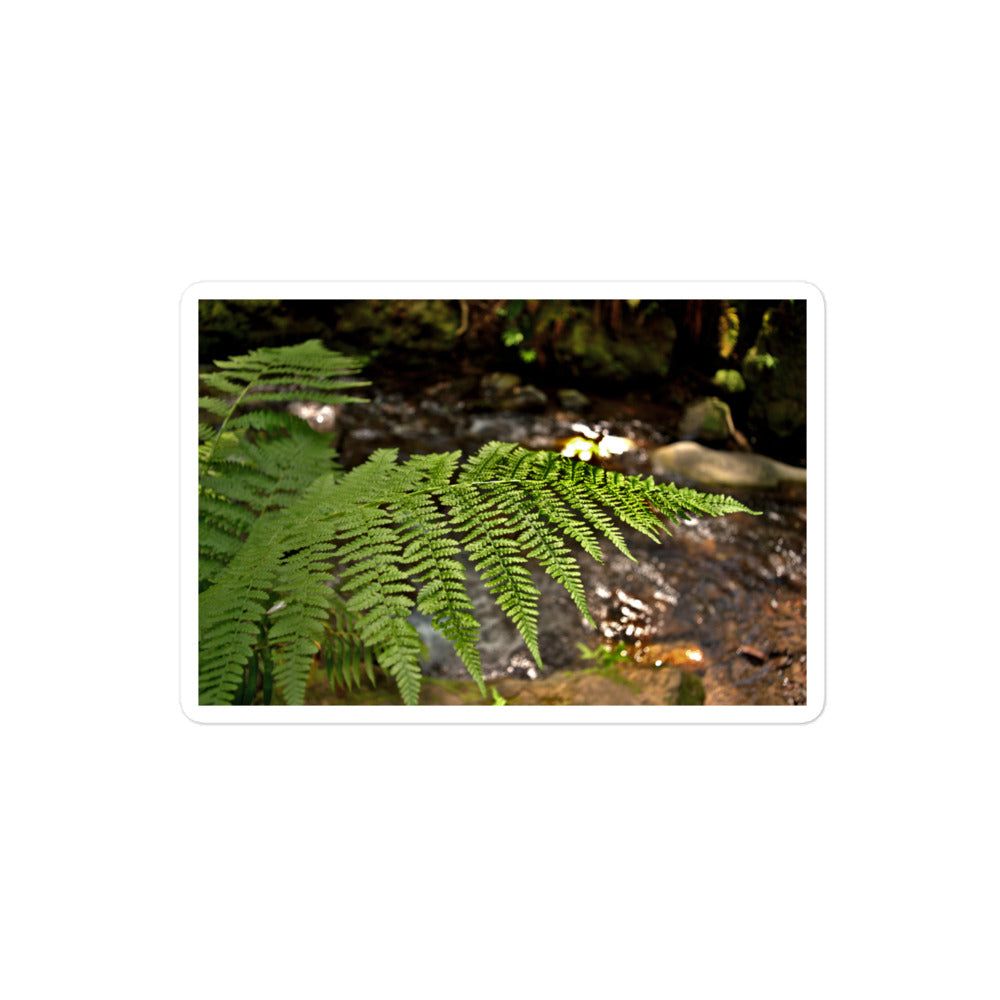 A medium rectangular vinyl sticker with an image of a fern in front of a forest creek.