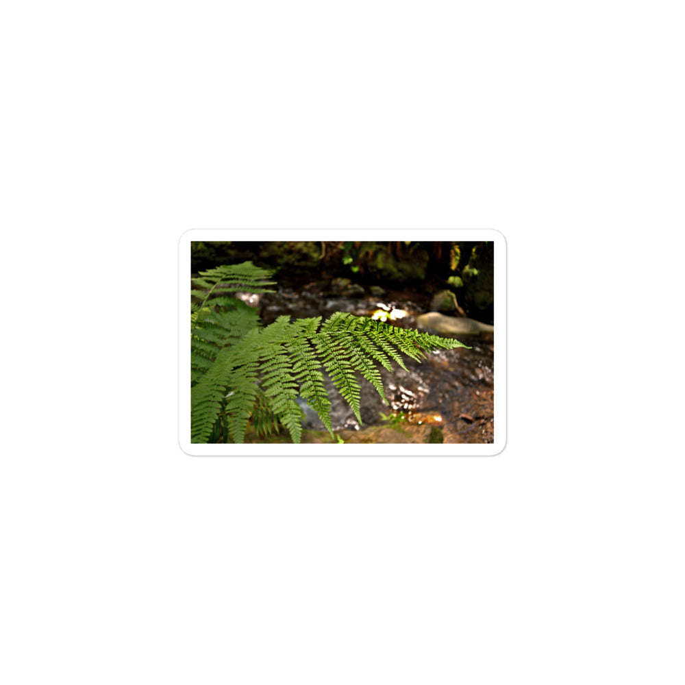 A small rectangular vinyl sticker with an image of a fern in front of a forest creek.