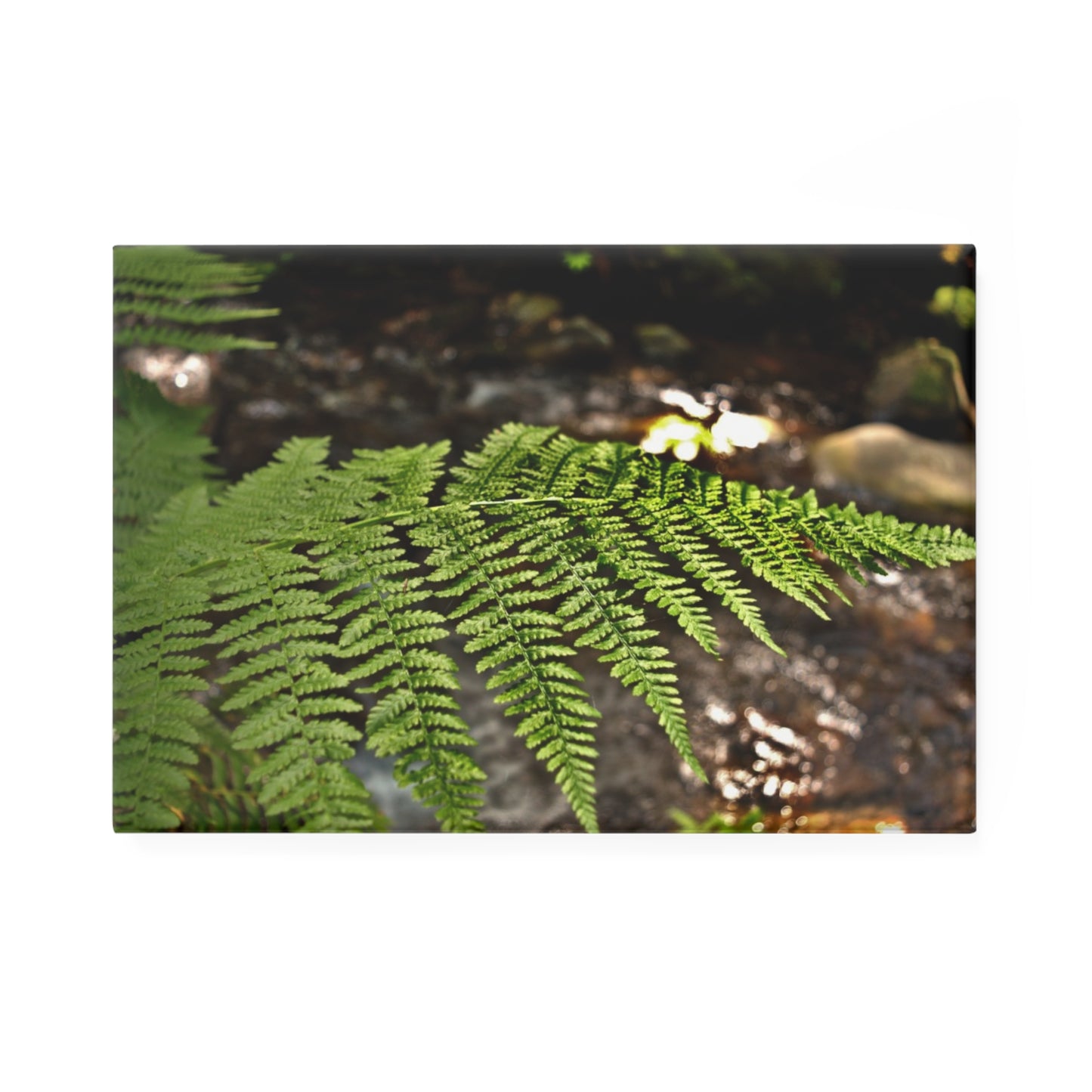 A rectangular button magnet featuring a close-up image of a green fern leaf with a blurred creek in the background.