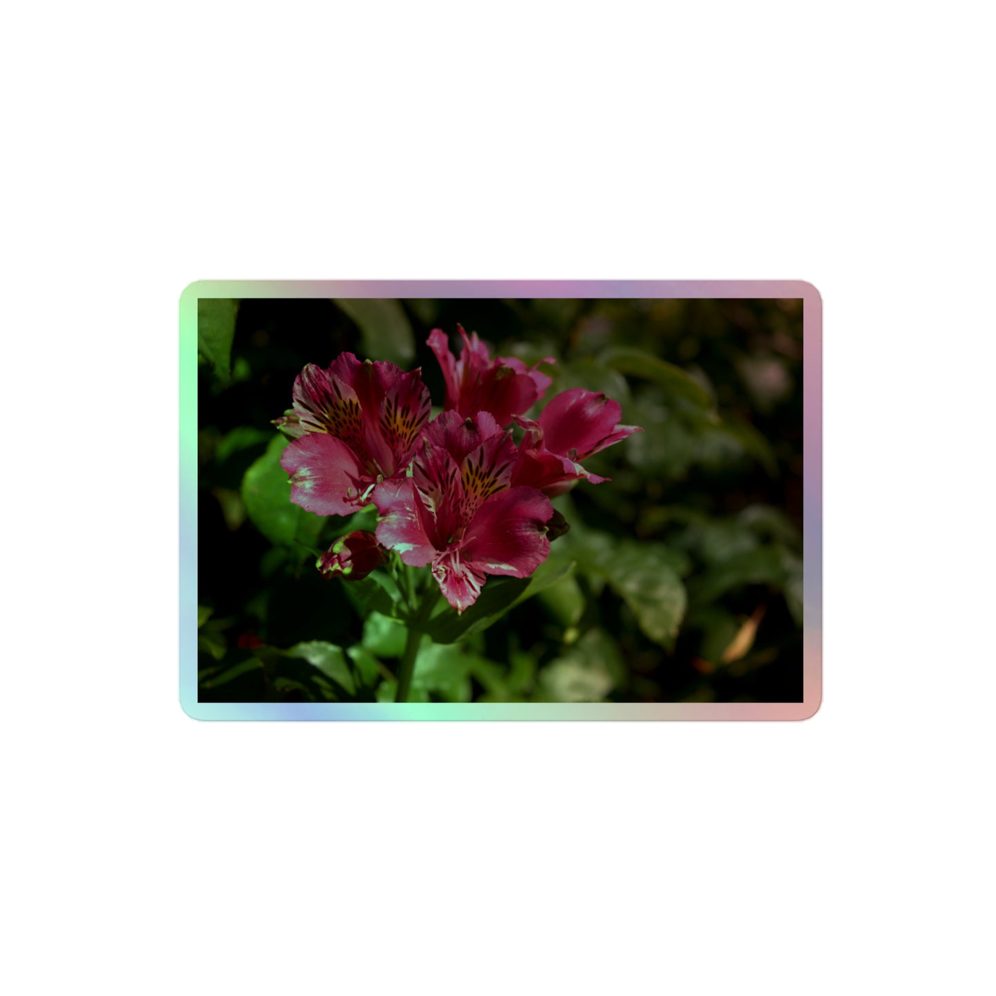 A medium rectangular holographic sticker with a close-up image of vivid pink Peruvian Lilies with yellow accents.