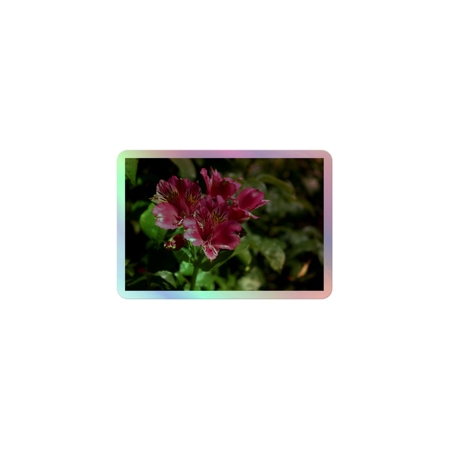 A small rectangular holographic sticker with a close-up image of vivid pink Peruvian Lilies with yellow accents.