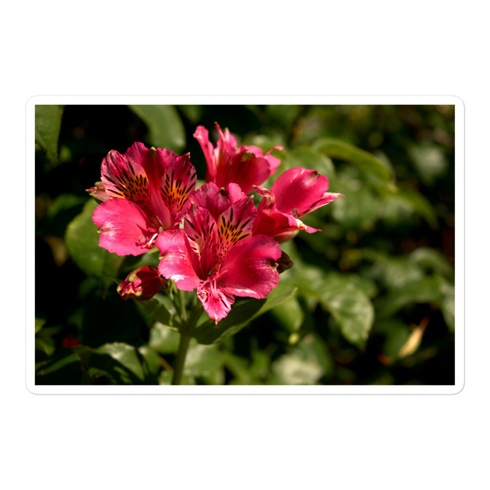 A large rectangular vinyl sticker with an image of a pink lily blooms with yellow accents.