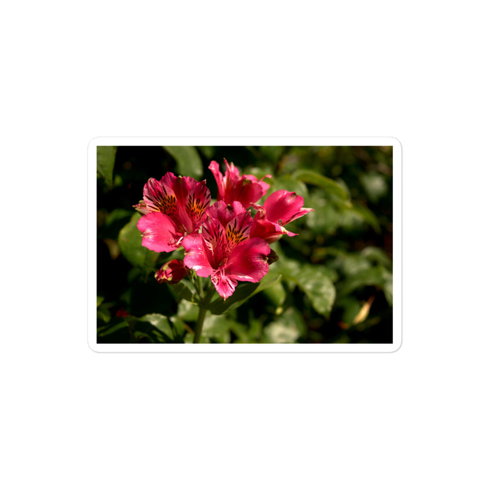 A medium rectangular vinyl sticker with an image of a pink lily blooms with yellow accents.
