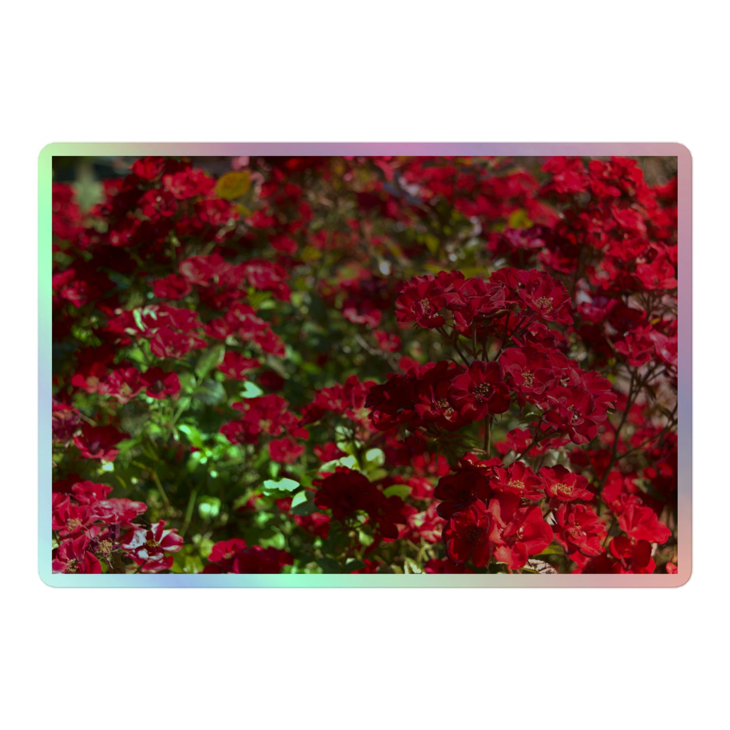 A large rectangular holographic sticker with an image of many small, bright red flowers.