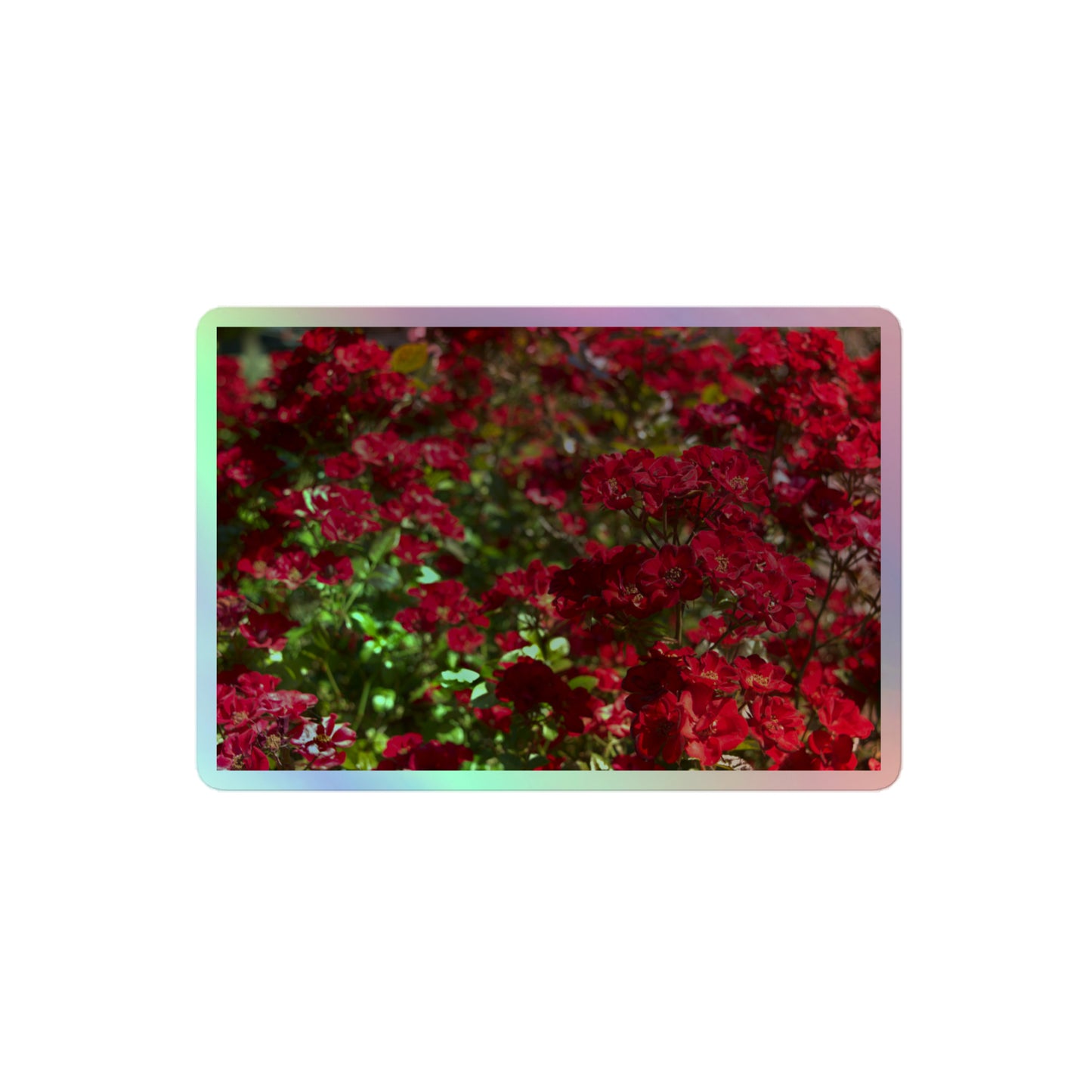 A medium rectangular holographic sticker with an image of many small, bright red flowers.