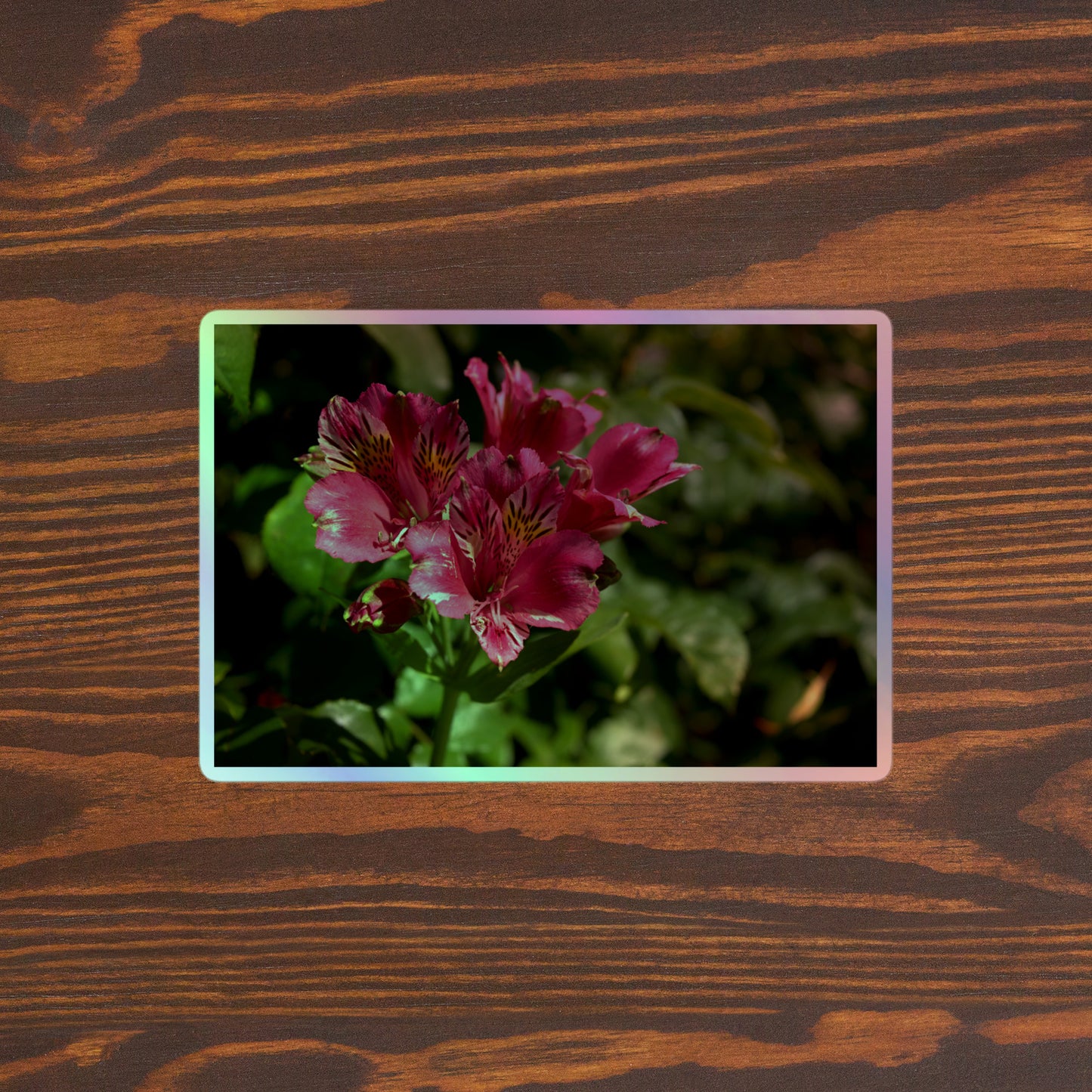 Lifestyle photo of a rectangular holographic sticker with a close-up image of vivid pink Peruvian Lilies with yellow accents, placed on a brown wooden table surface.