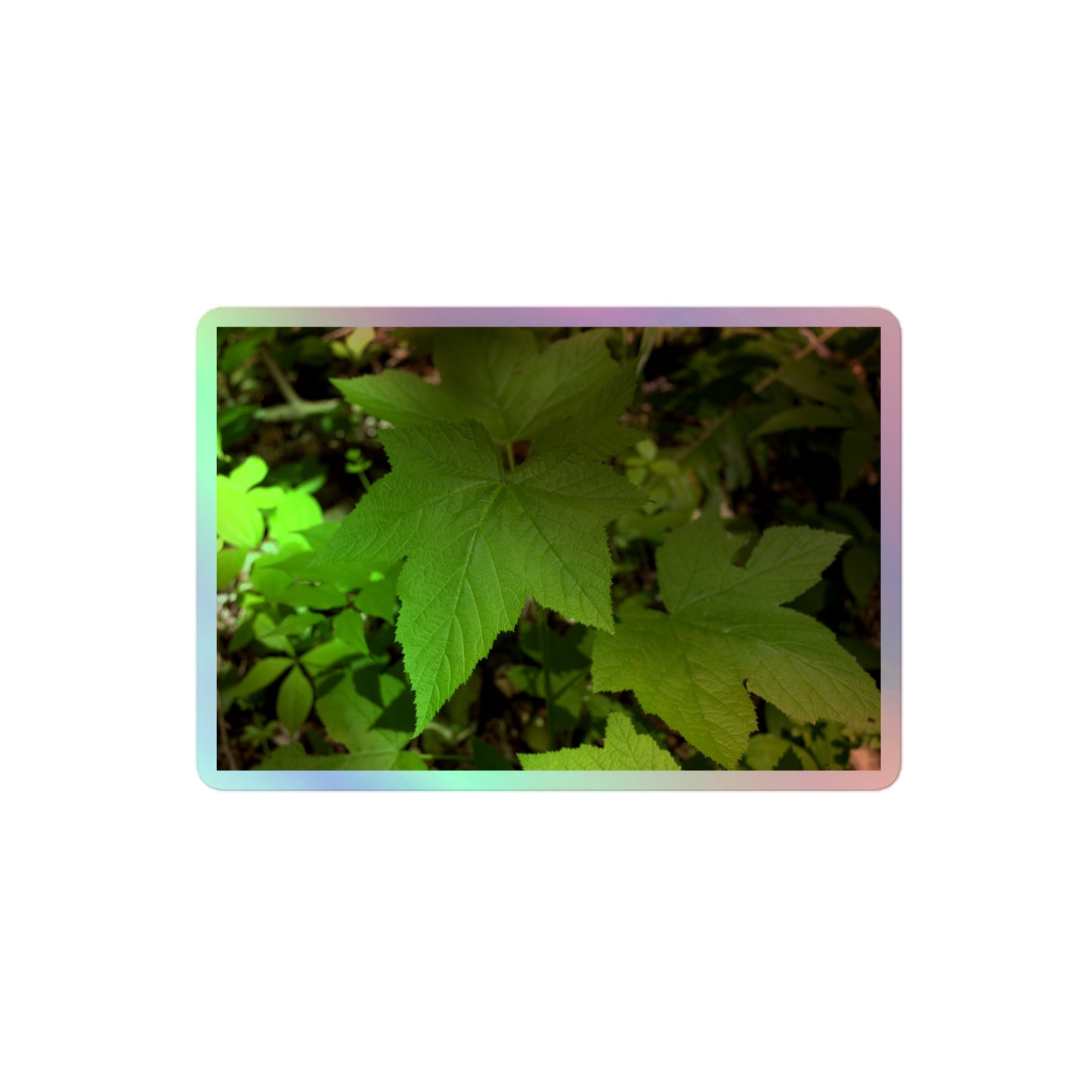 A medium rectangular holographic sticker with a close-up image of light green blackberry leaves.