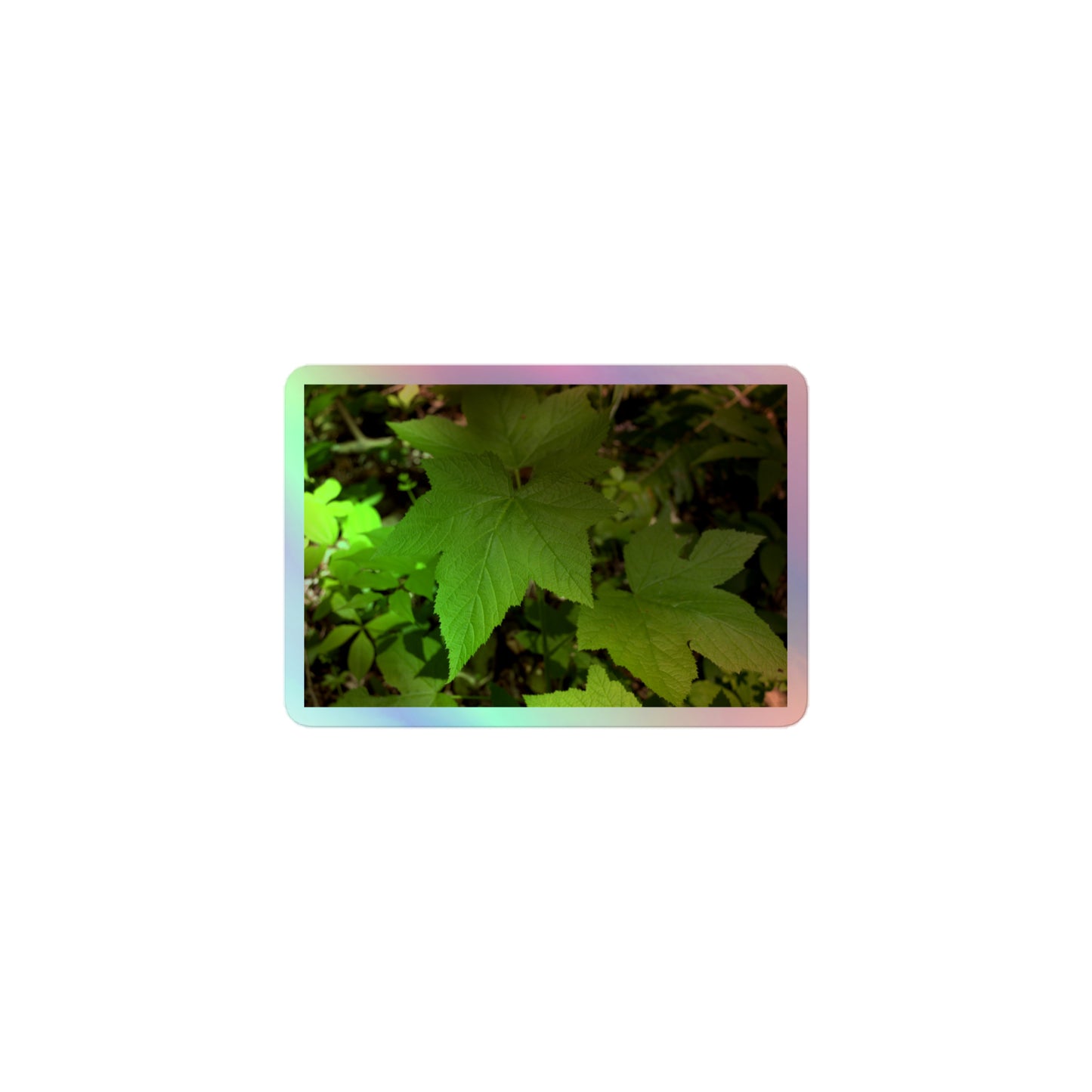 A small rectangular holographic sticker with a close-up image of light green blackberry leaves.