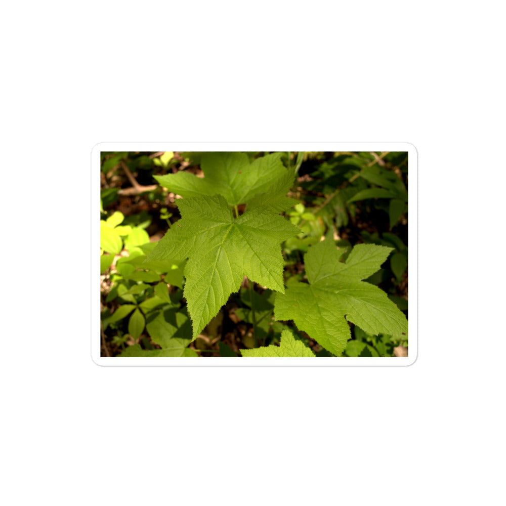 A medium rectangular vinyl sticker with an image of light green blackberry leaves on a forest floor.