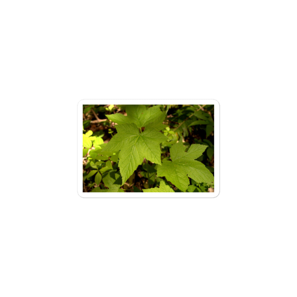 A small rectangular vinyl sticker with an image of light green blackberry leaves on a forest floor.