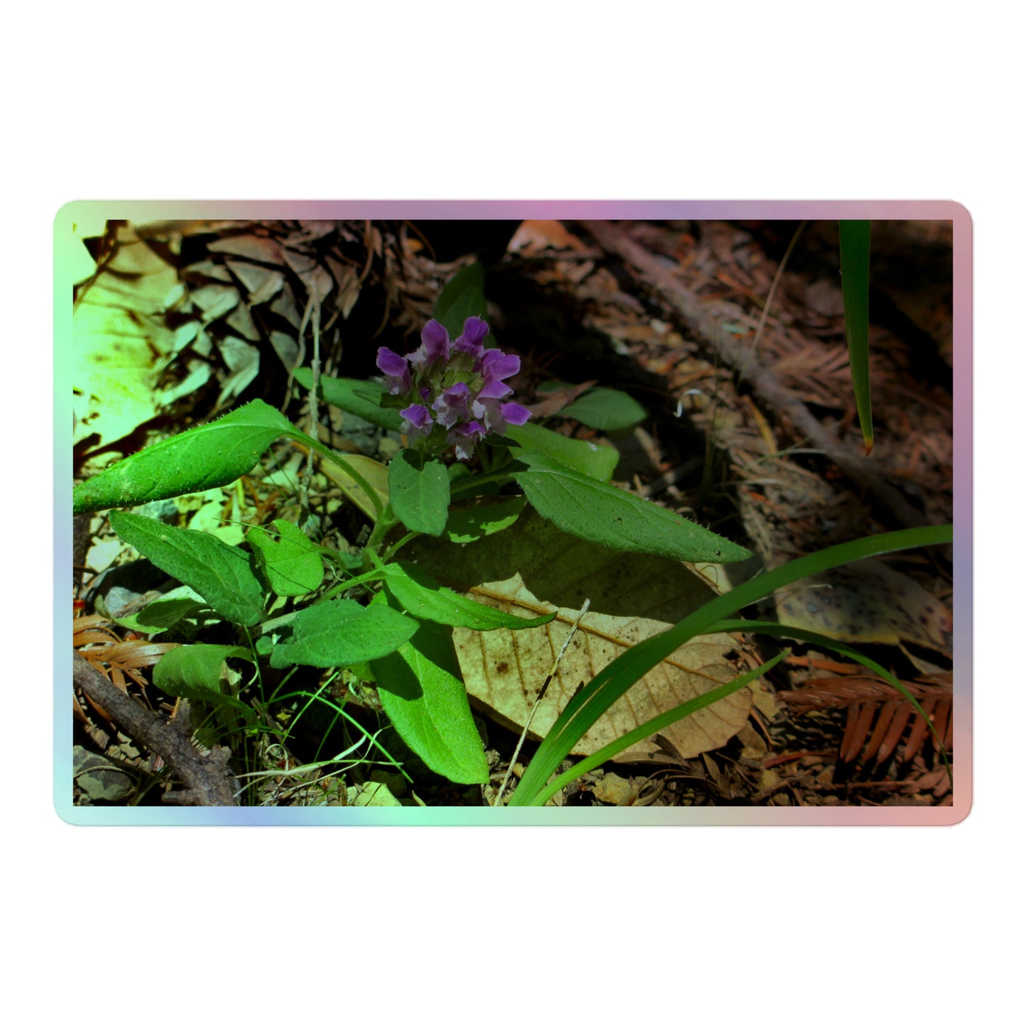 A large rectangular holographic sticker with a close-up image of a purple Heal-All flower in a redwood forest floor.