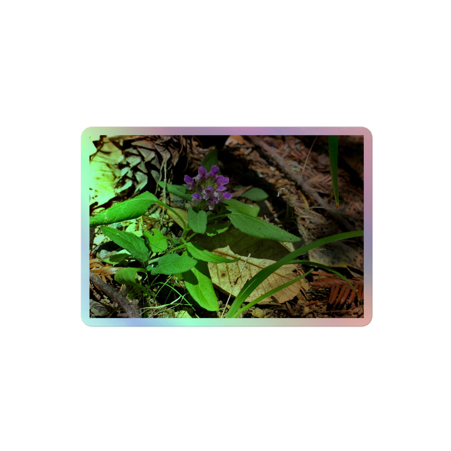 A medium rectangular holographic sticker with a close-up image of a purple Heal-All flower in a redwood forest floor.