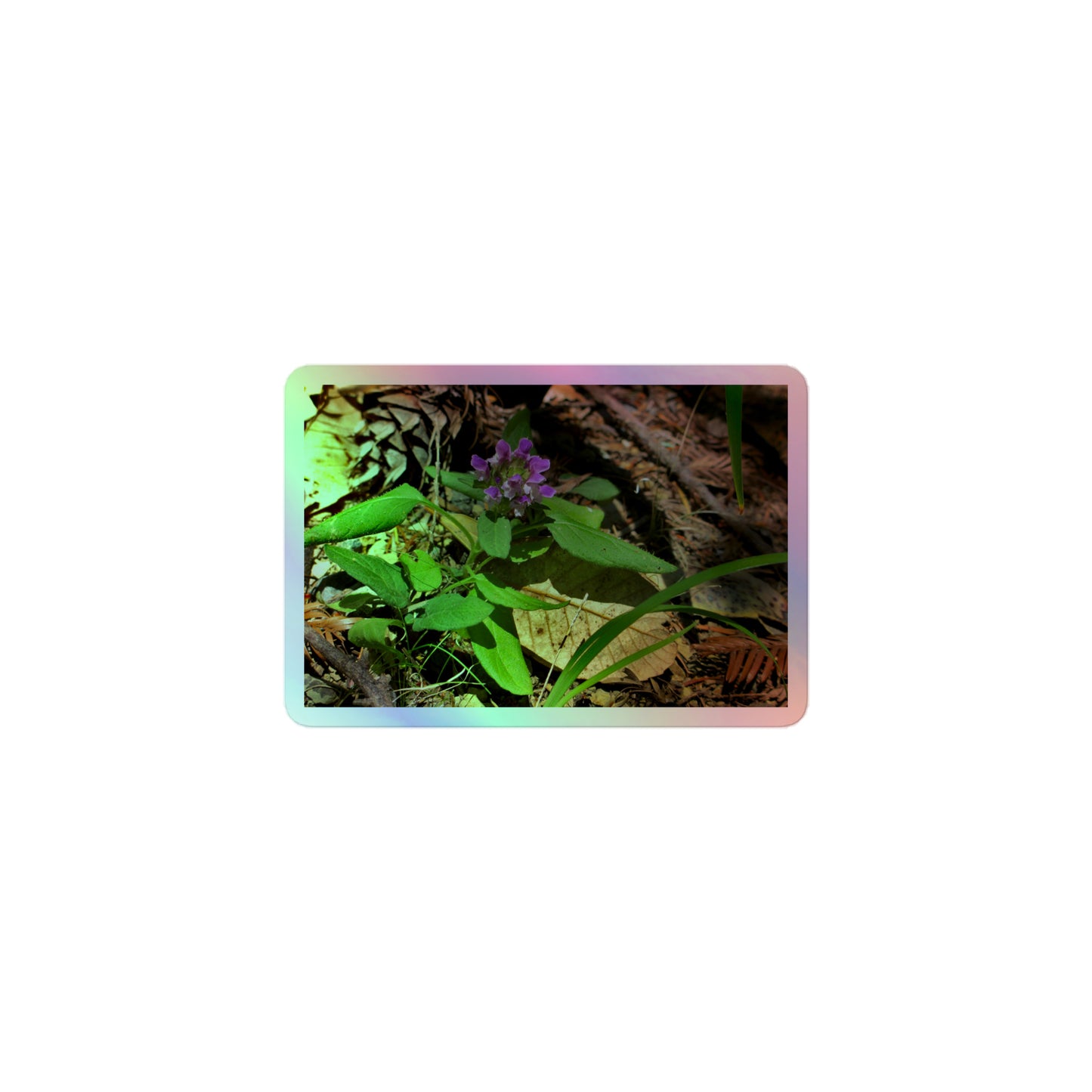 A small rectangular holographic sticker with a close-up image of a purple Heal-All flower in a redwood forest floor.