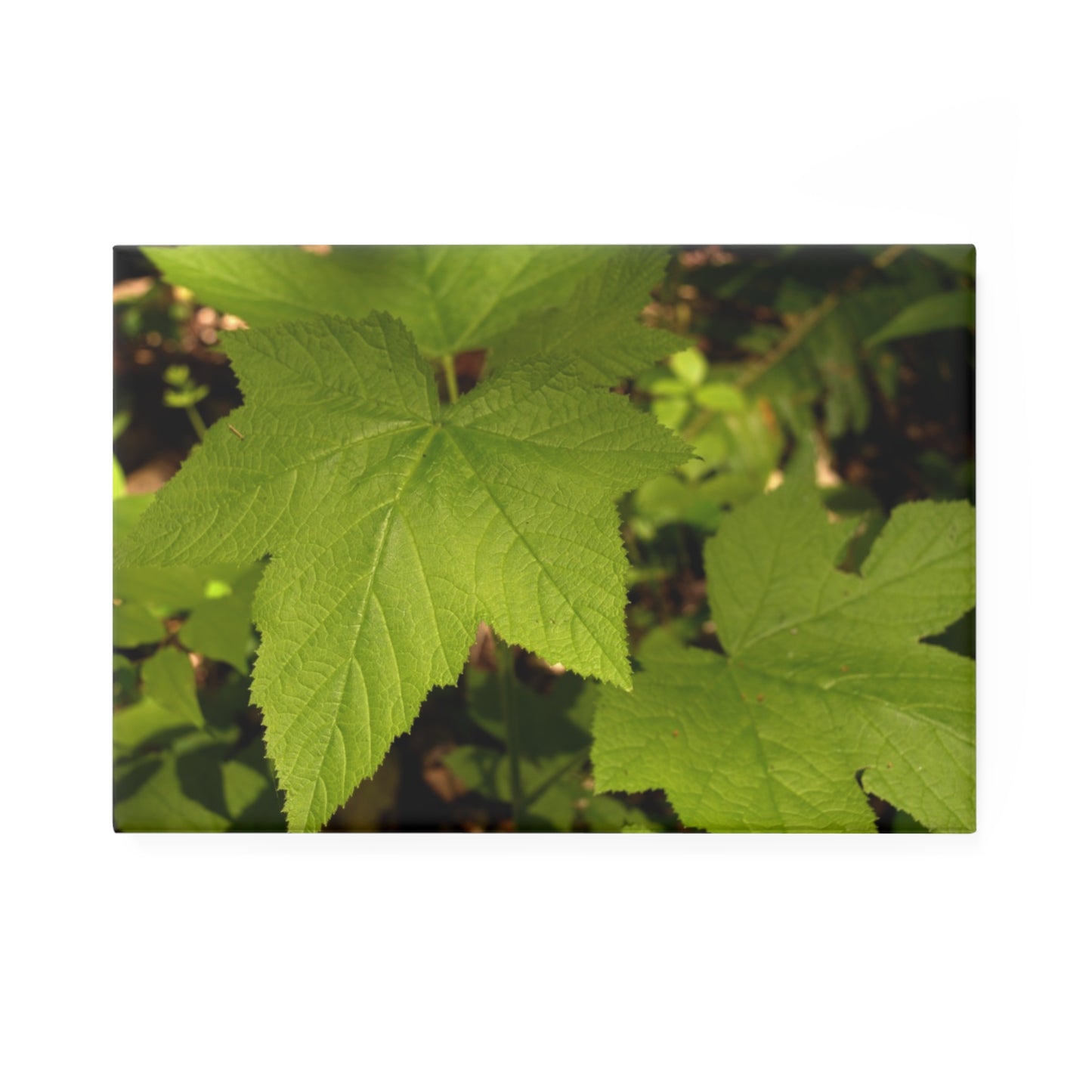 A rectangular button magnet with an image of a green wild blackberry leaf on a forest floor backdrop.