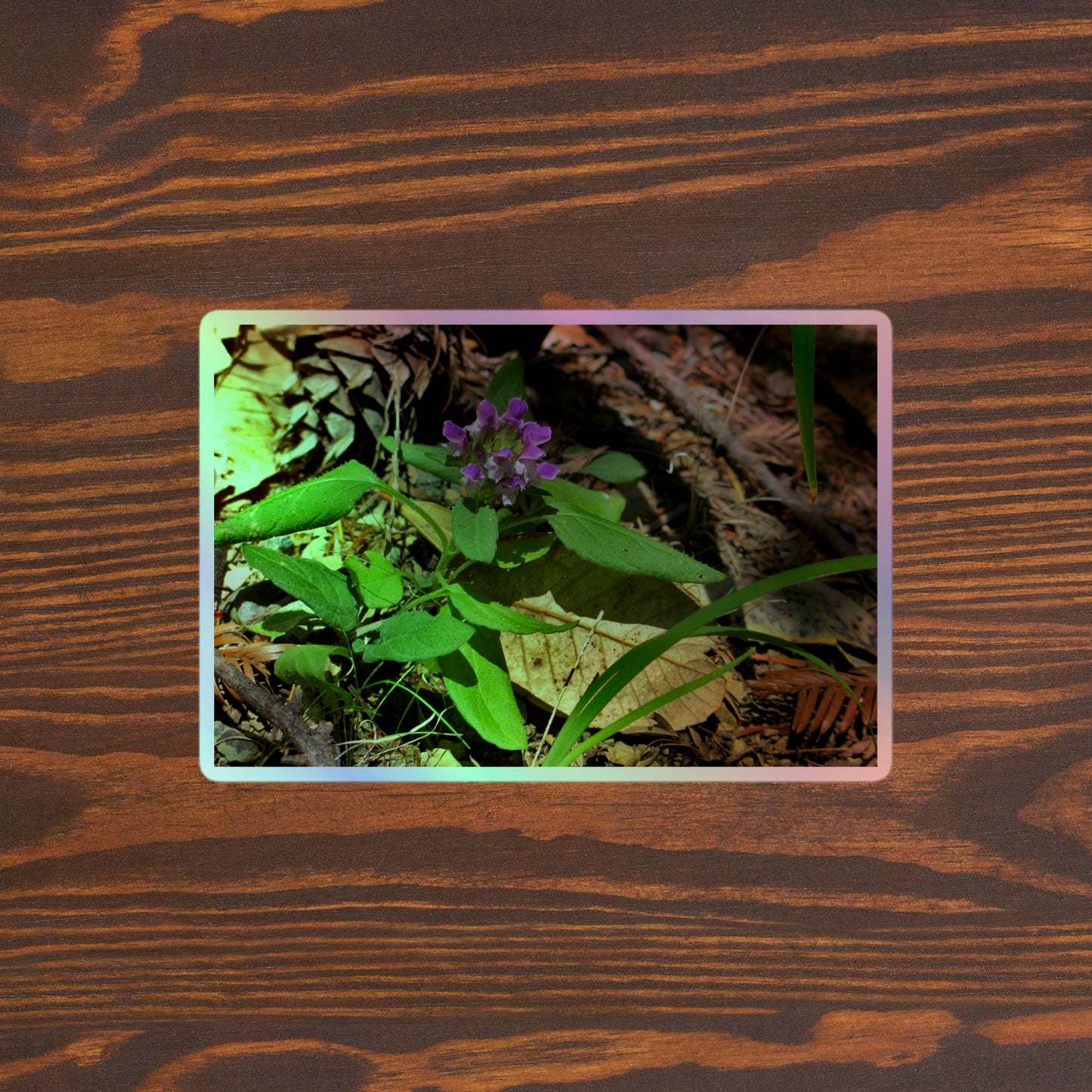 Lifestyle photo of a rectangular holographic sticker with a close-up image of a purple Heal-All flower in a redwood forest floor, placed on a brown wooden table surface.