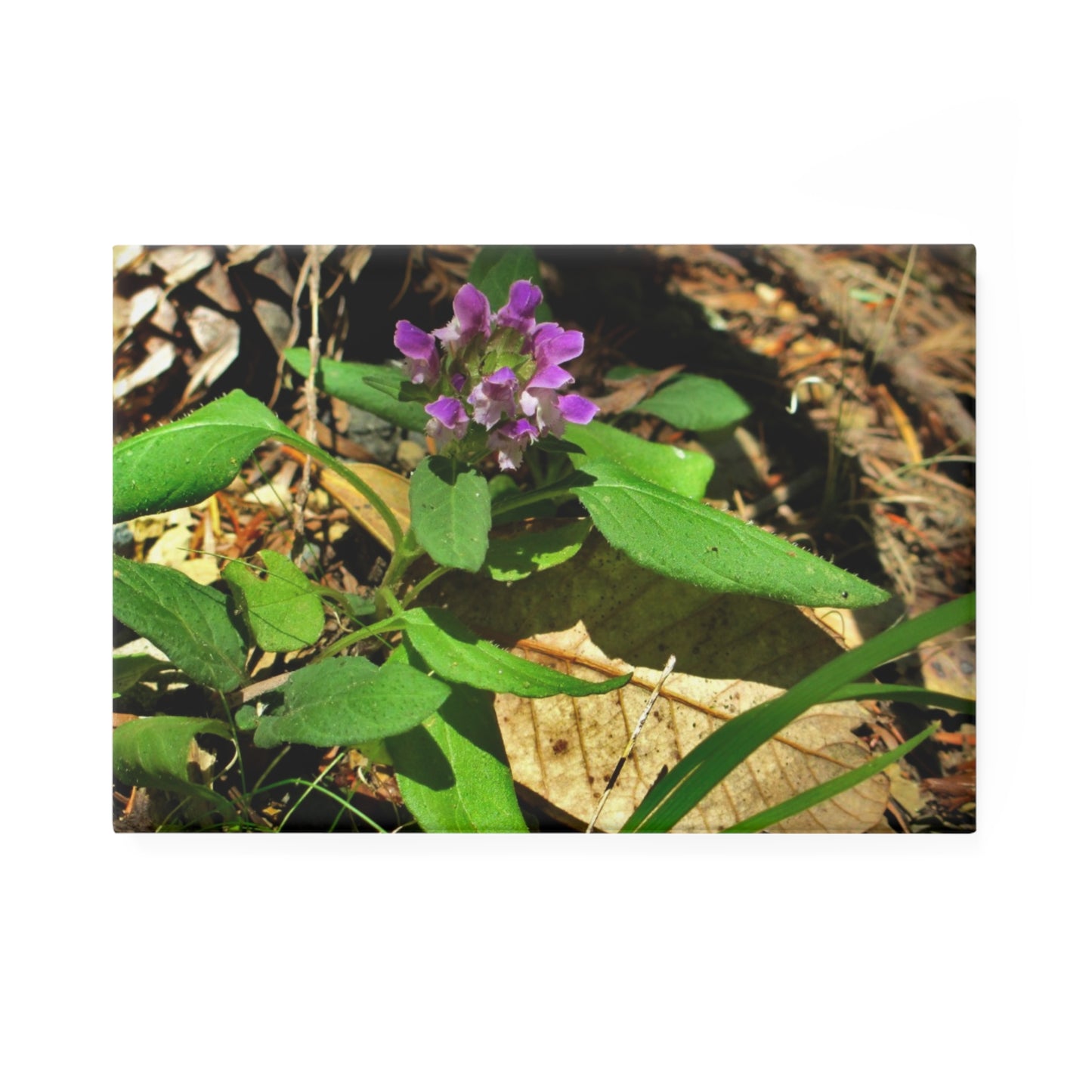 Rectangular button magnet featuring a purple heal-all flower in a woodland setting with green leaves and brown foliage in the background.