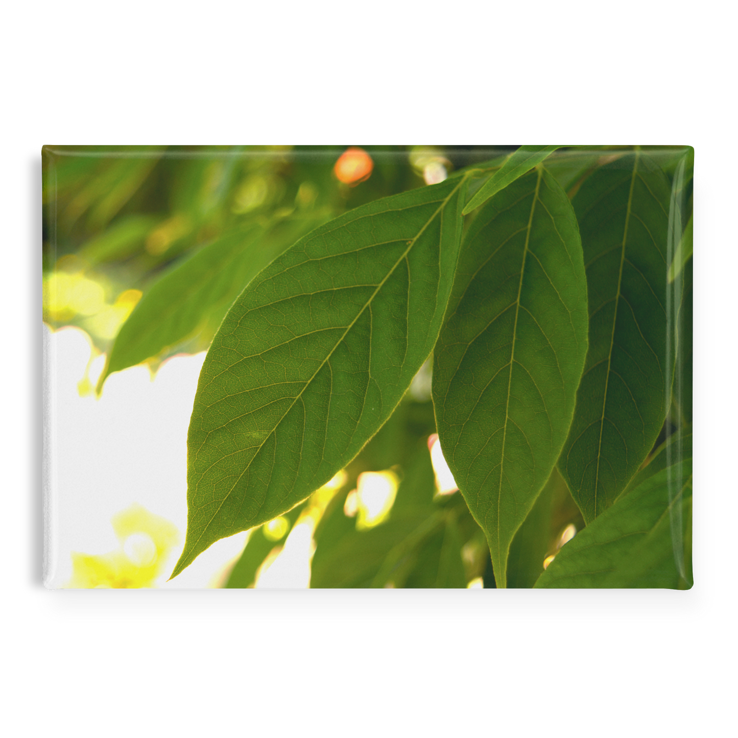 Backlit_Leaves_with_Stunning_Vein_Detail_RectangleButtonMagnet_H_Main_AS_Mockup.png