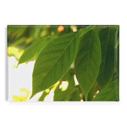 Backlit_Leaves_with_Stunning_Vein_Detail_RectangleButtonMagnet_H_Main_AS_Mockup.png