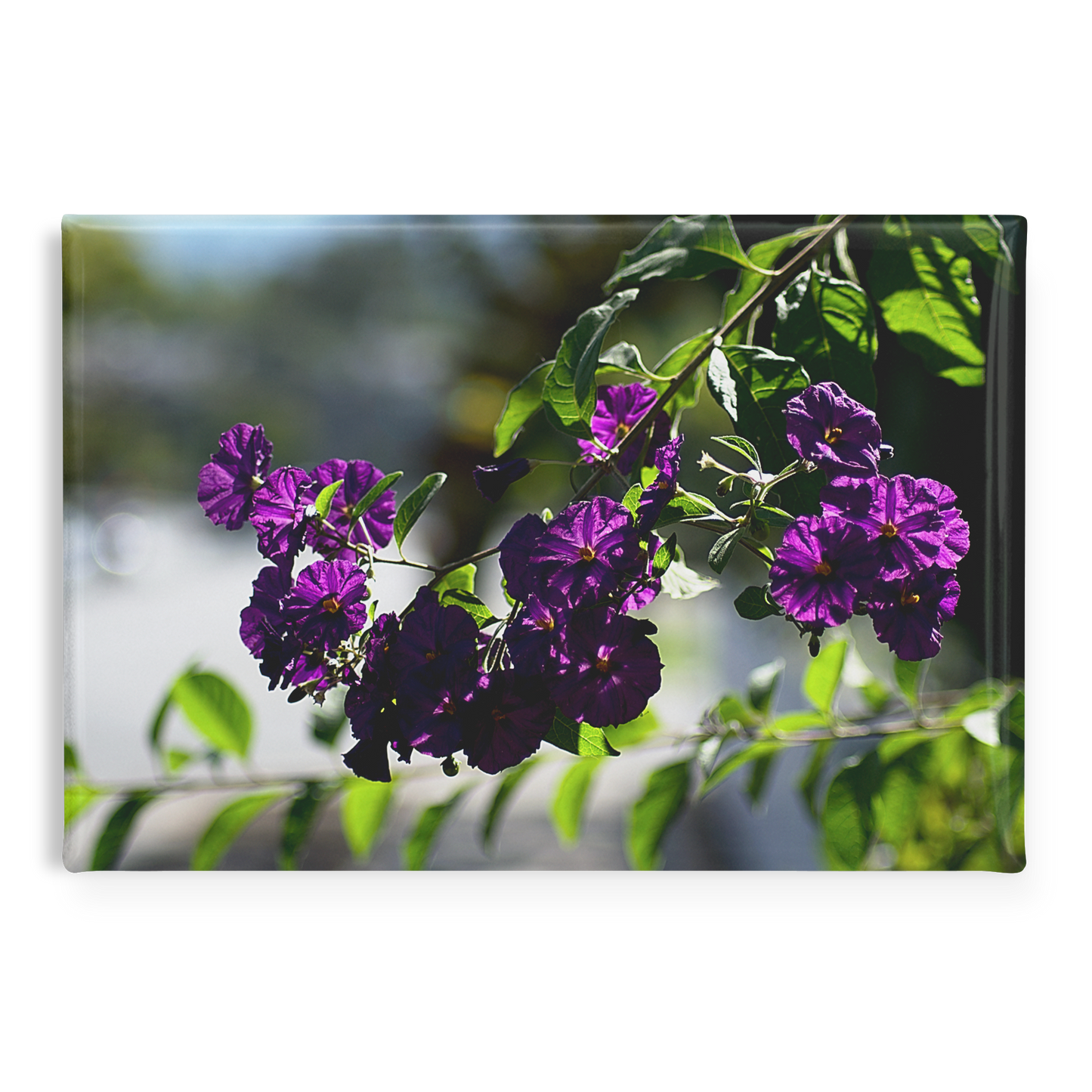 Blue_Potato_Bush_in_Full_Bloom_Rectangu_RectangleButtonMagnet_H_Main_AS_Mockup.png