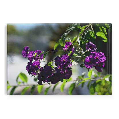 Blue_Potato_Bush_in_Full_Bloom_Rectangu_RectangleButtonMagnet_H_Main_AS_Mockup.png