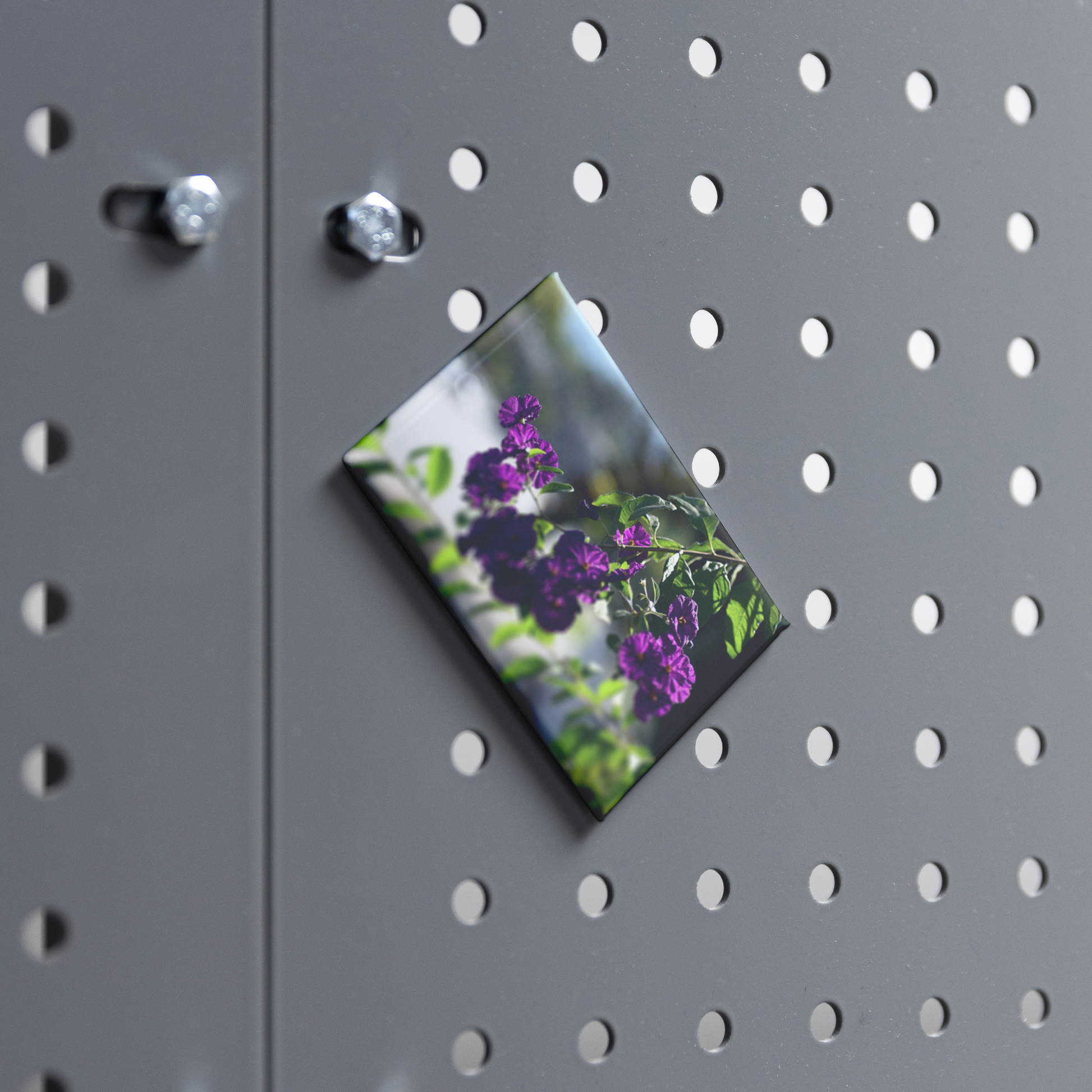Blue_Potato_Bush_in_Full_Bloom_Rectangu_RectangleButtonMagnet_H_Workspace_AS_Mockup.png