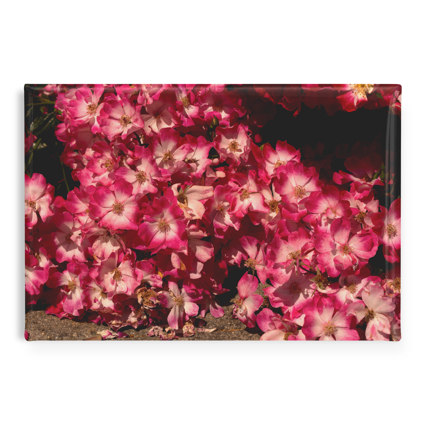 Blush_Pink_Roses_Cascading_to_the_Ground_RectangleButtonMagnet_H_Main_AS_Mockup.png
