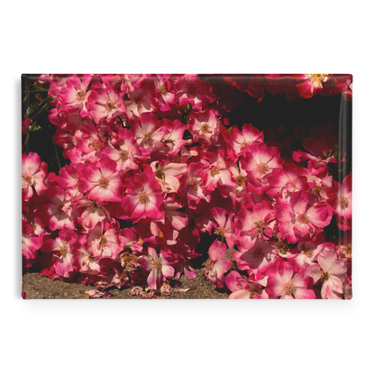 Blush_Pink_Roses_Cascading_to_the_Ground_RectangleButtonMagnet_H_Main_AS_Mockup.png