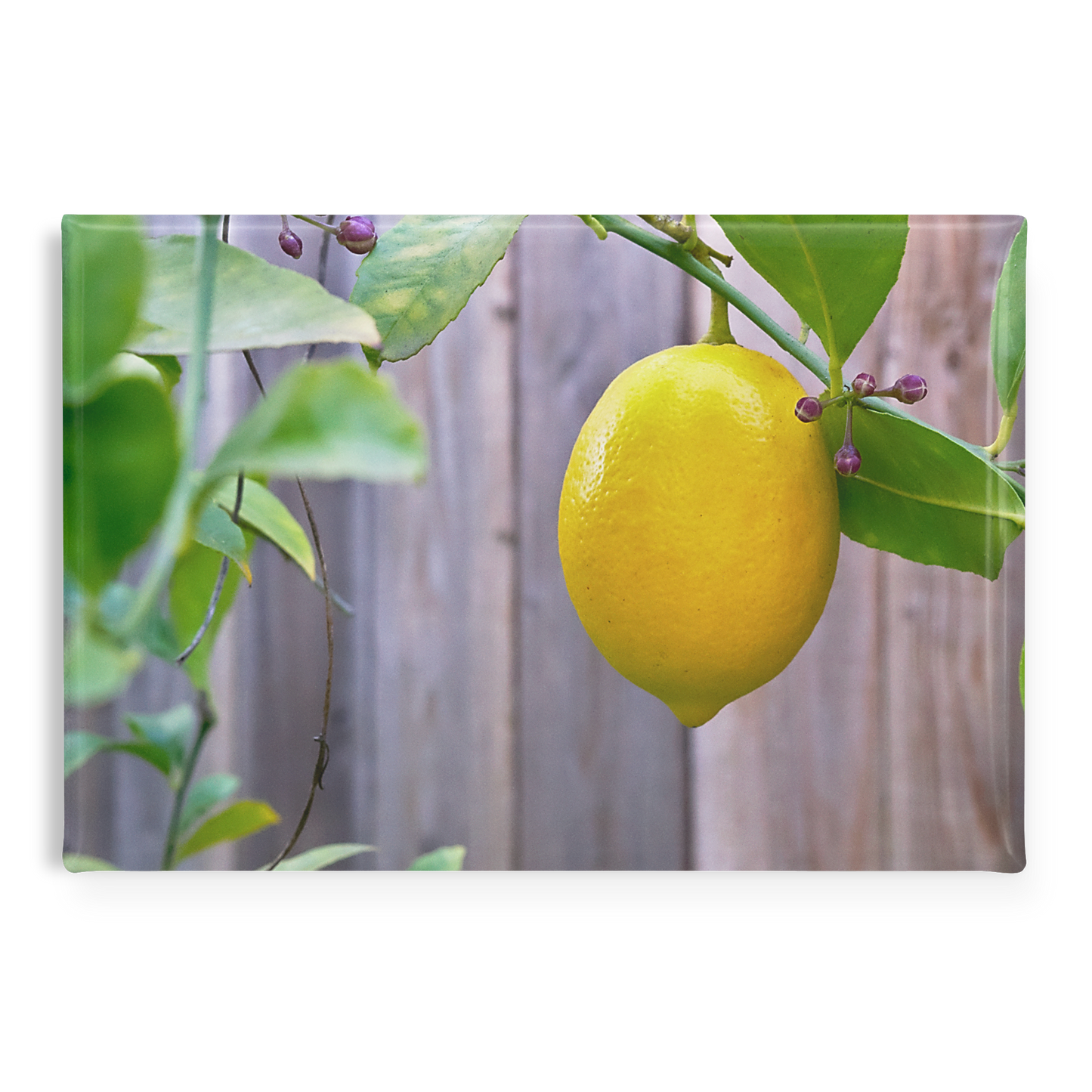 Bright_Yellow_Lemon_with_Budding_Branche_RectangleButtonMagnet_H_Main_AS_Mockup.png